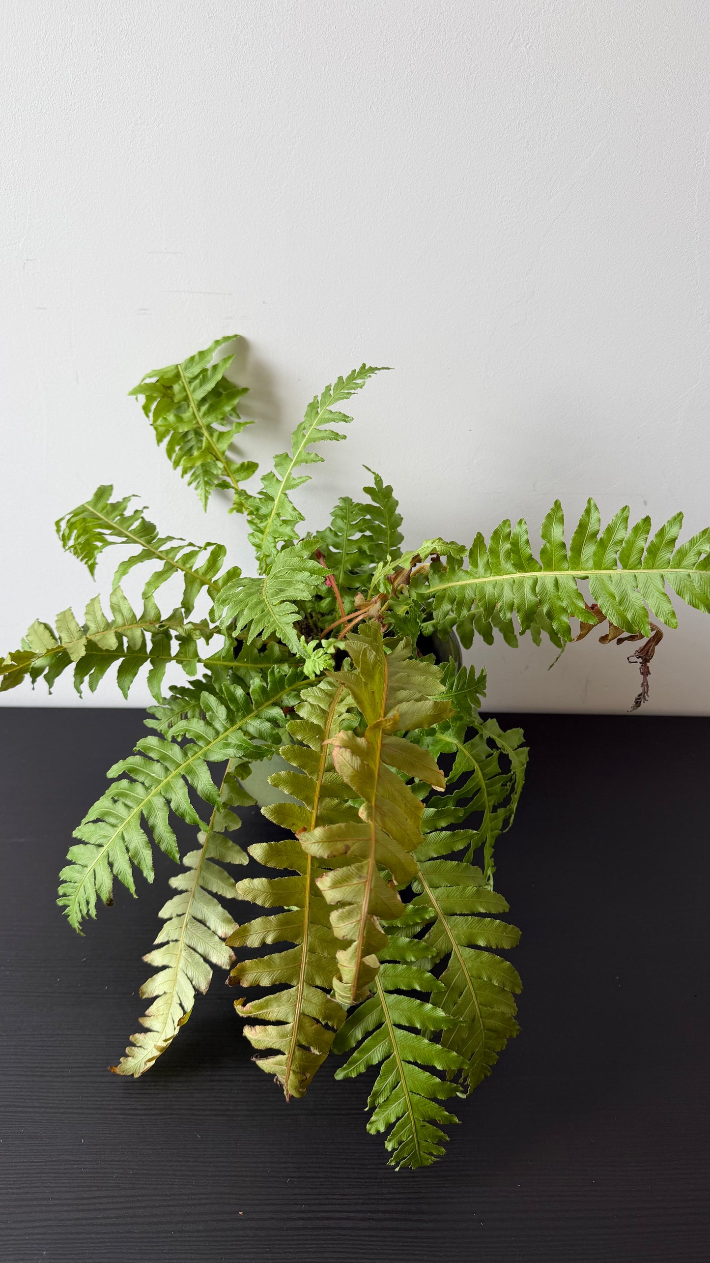 Blechnum Gibbum