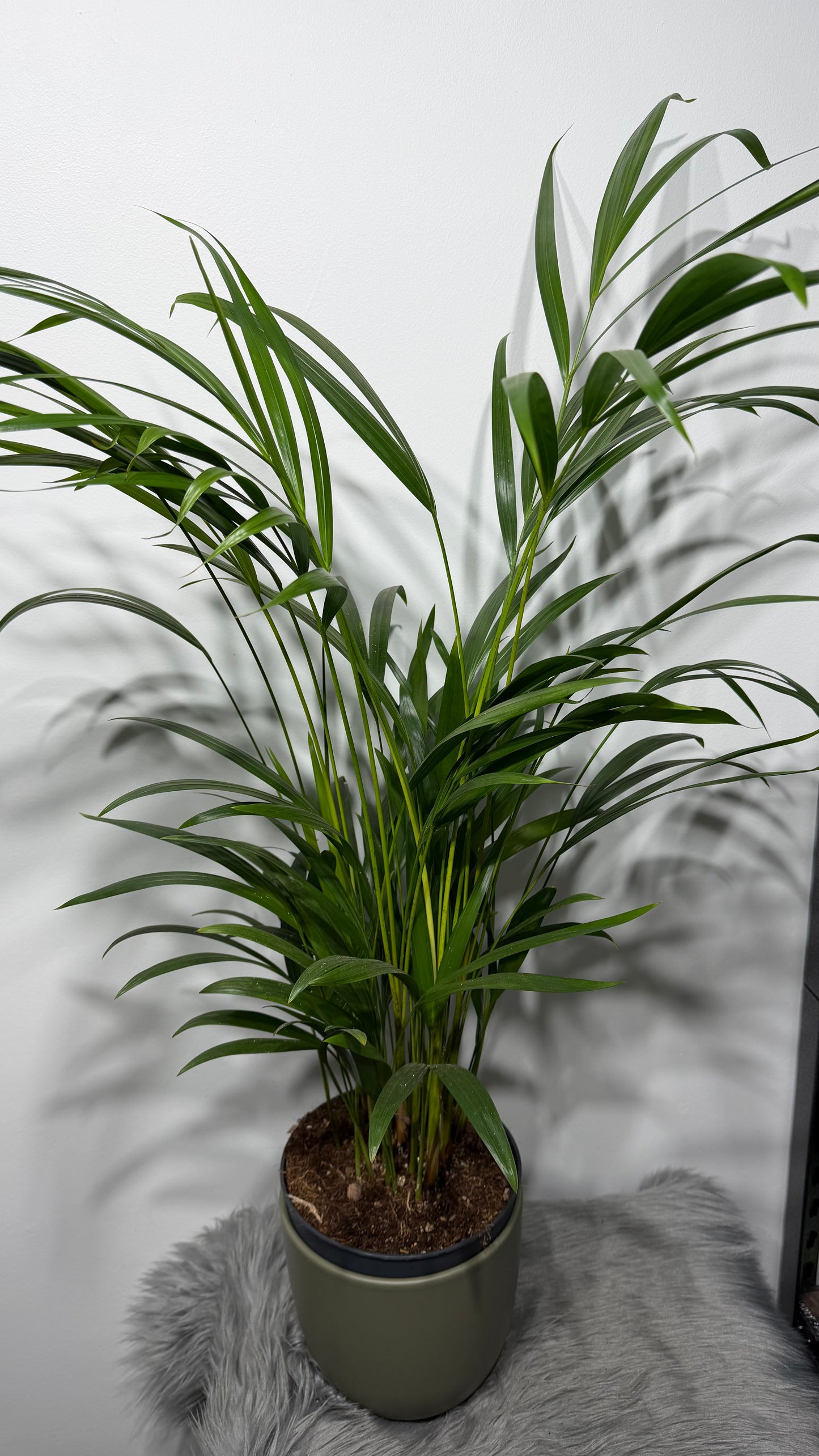 Howea forsteriana