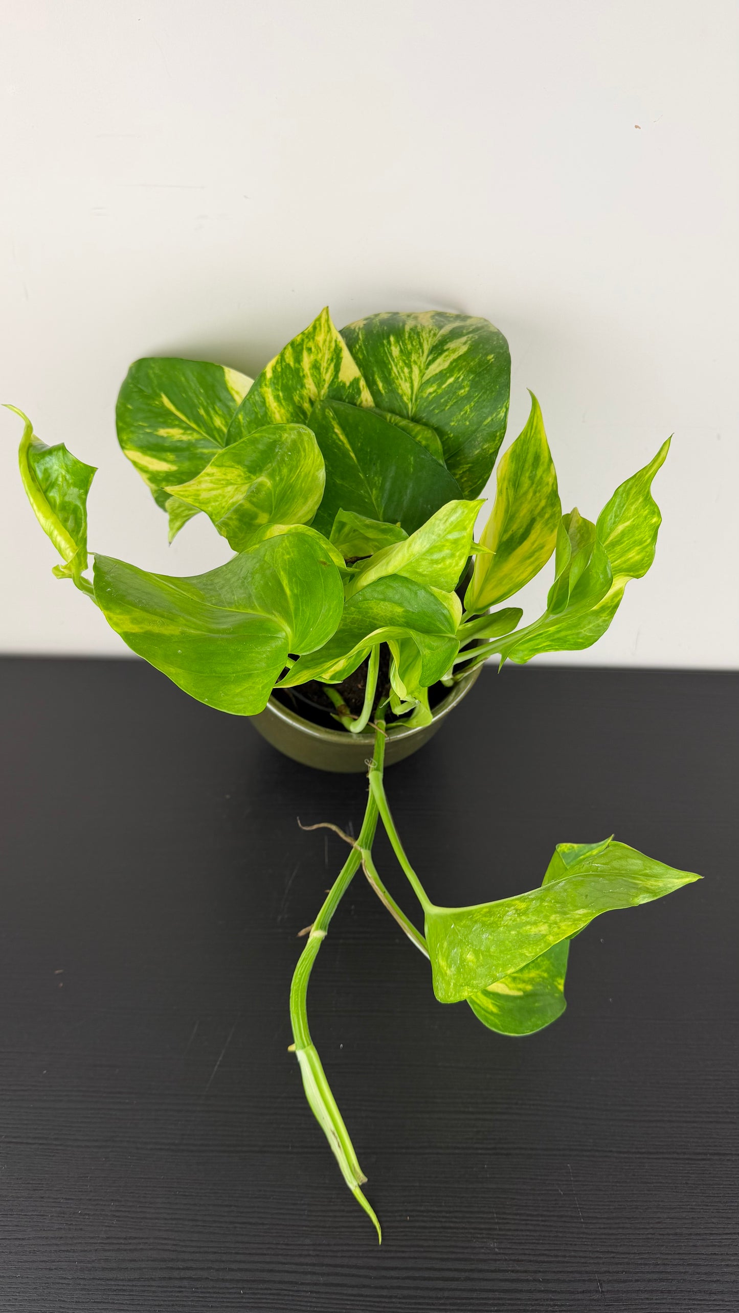 Epipremnum Hicolor