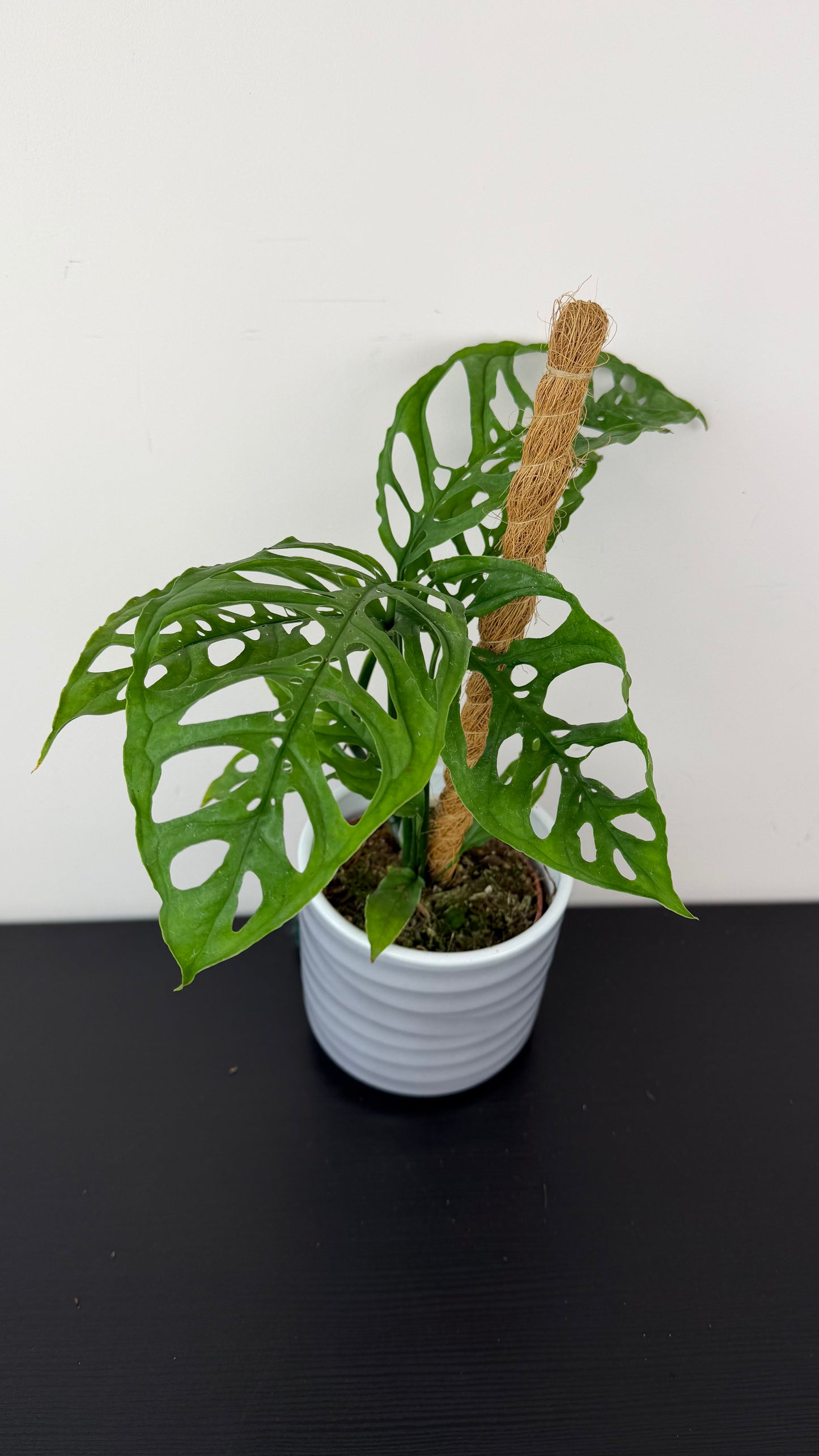 Monstera Obliqua Peru