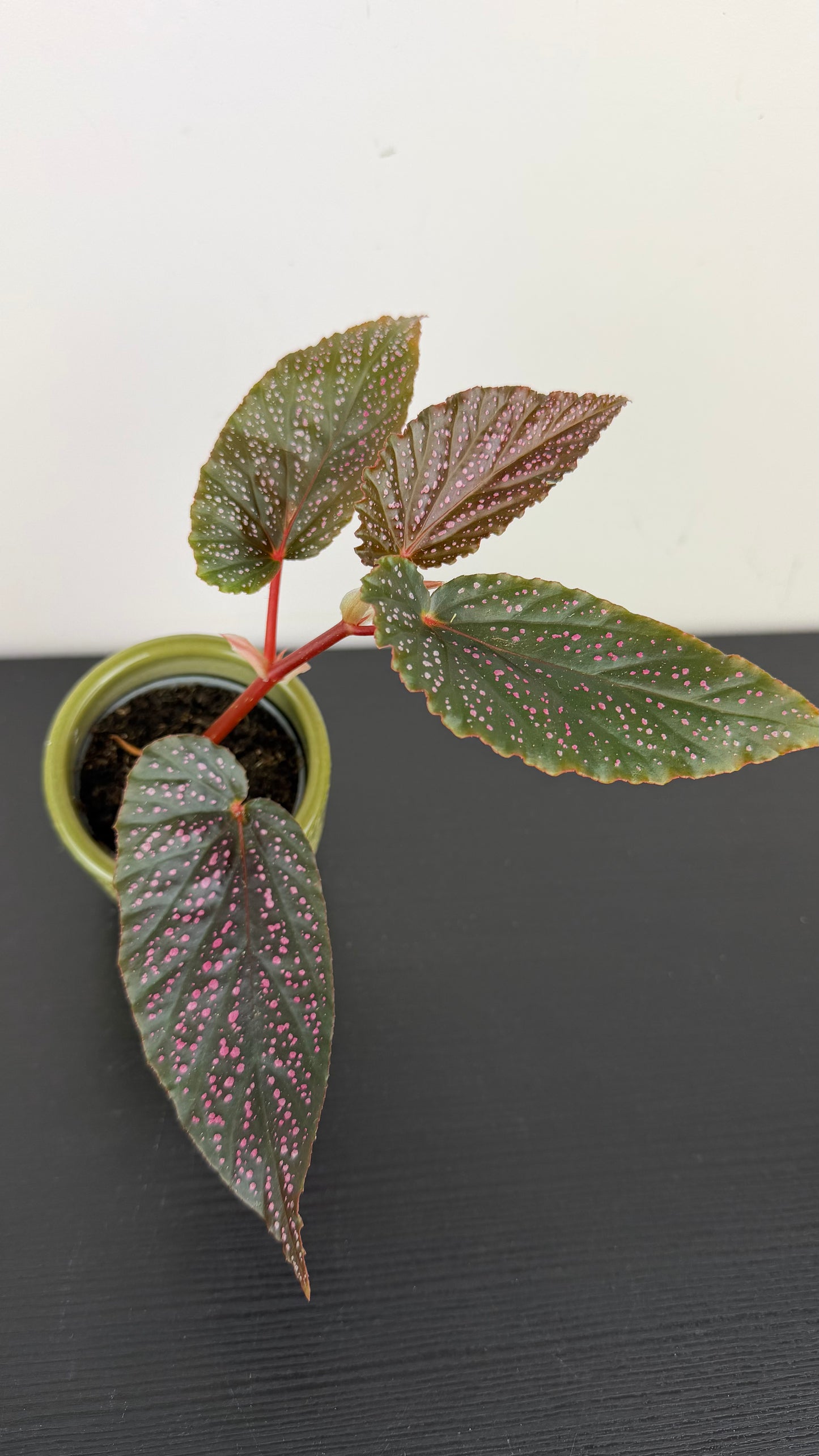 Begonia Pink Spot