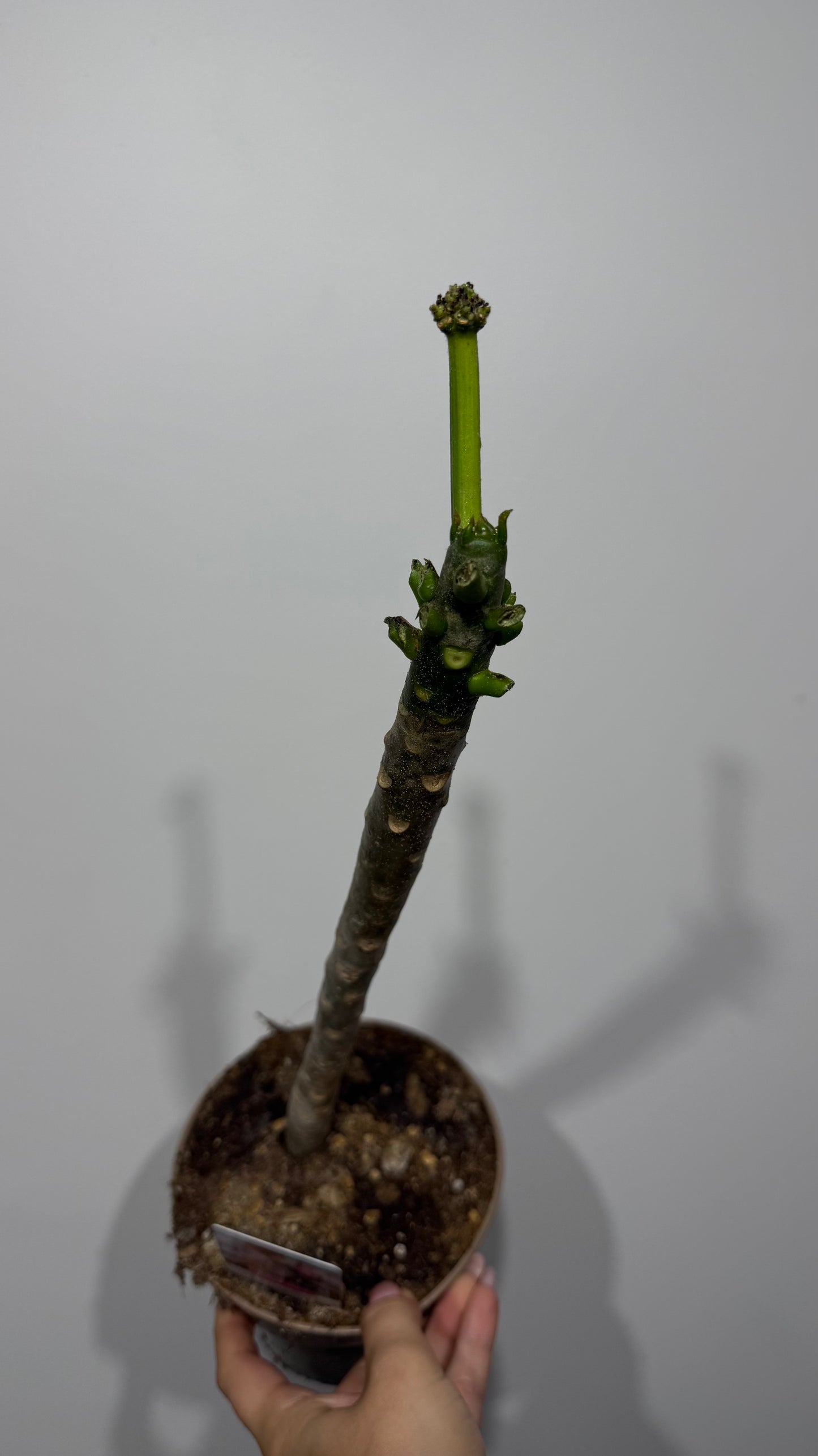 Plumeria Rubra Hawaiian 1