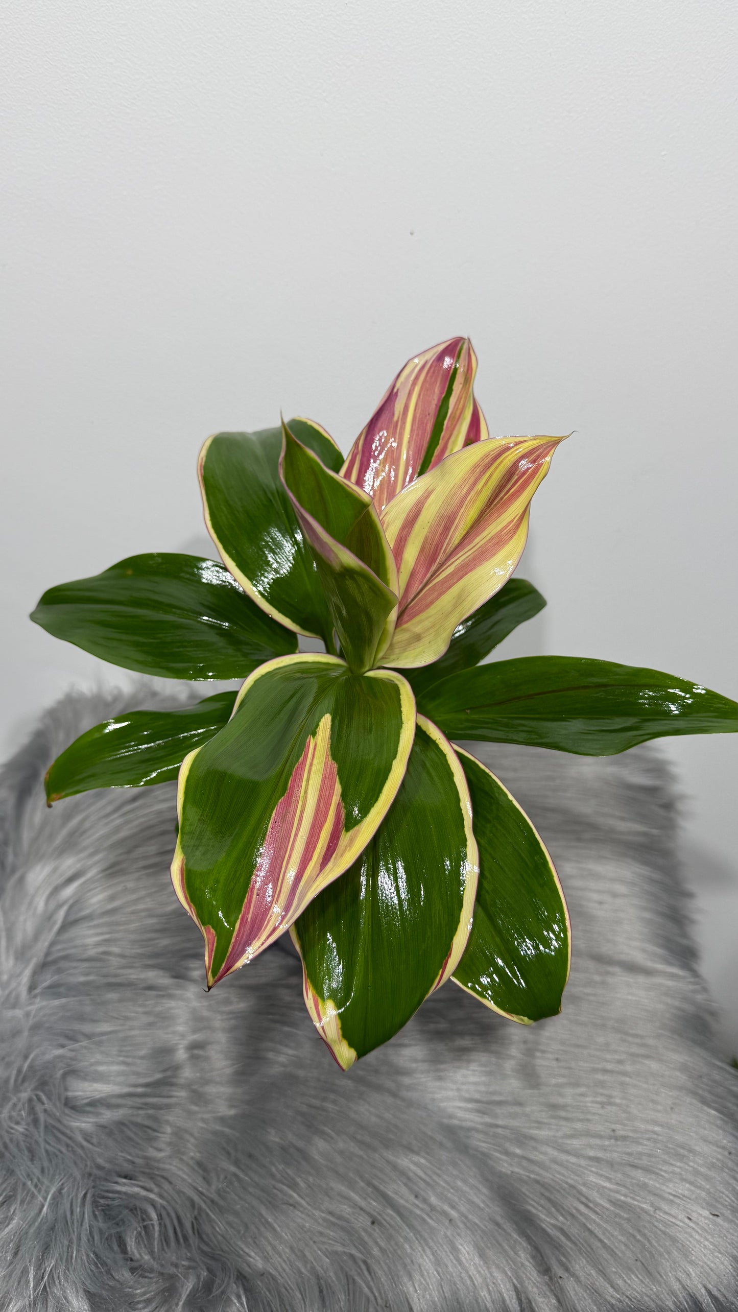 Cordyline Marshmallow Queen