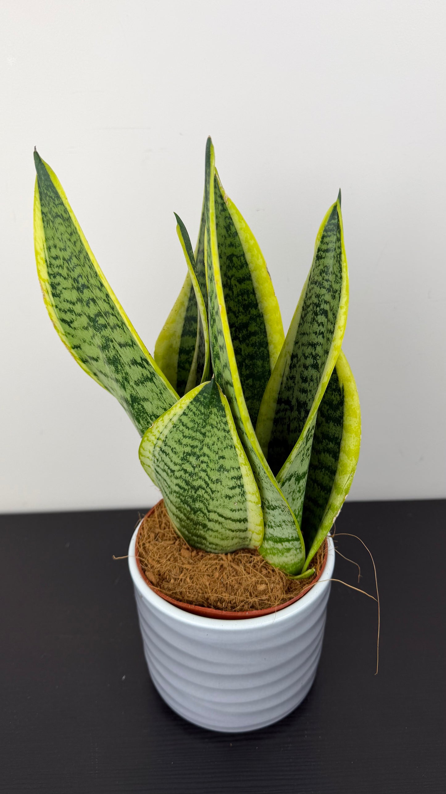 Sansevieria Futura Superba
