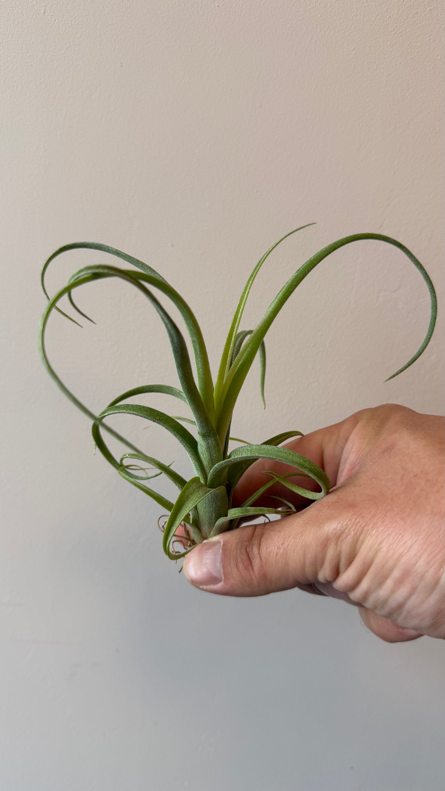 Tillandsia Air plant 3