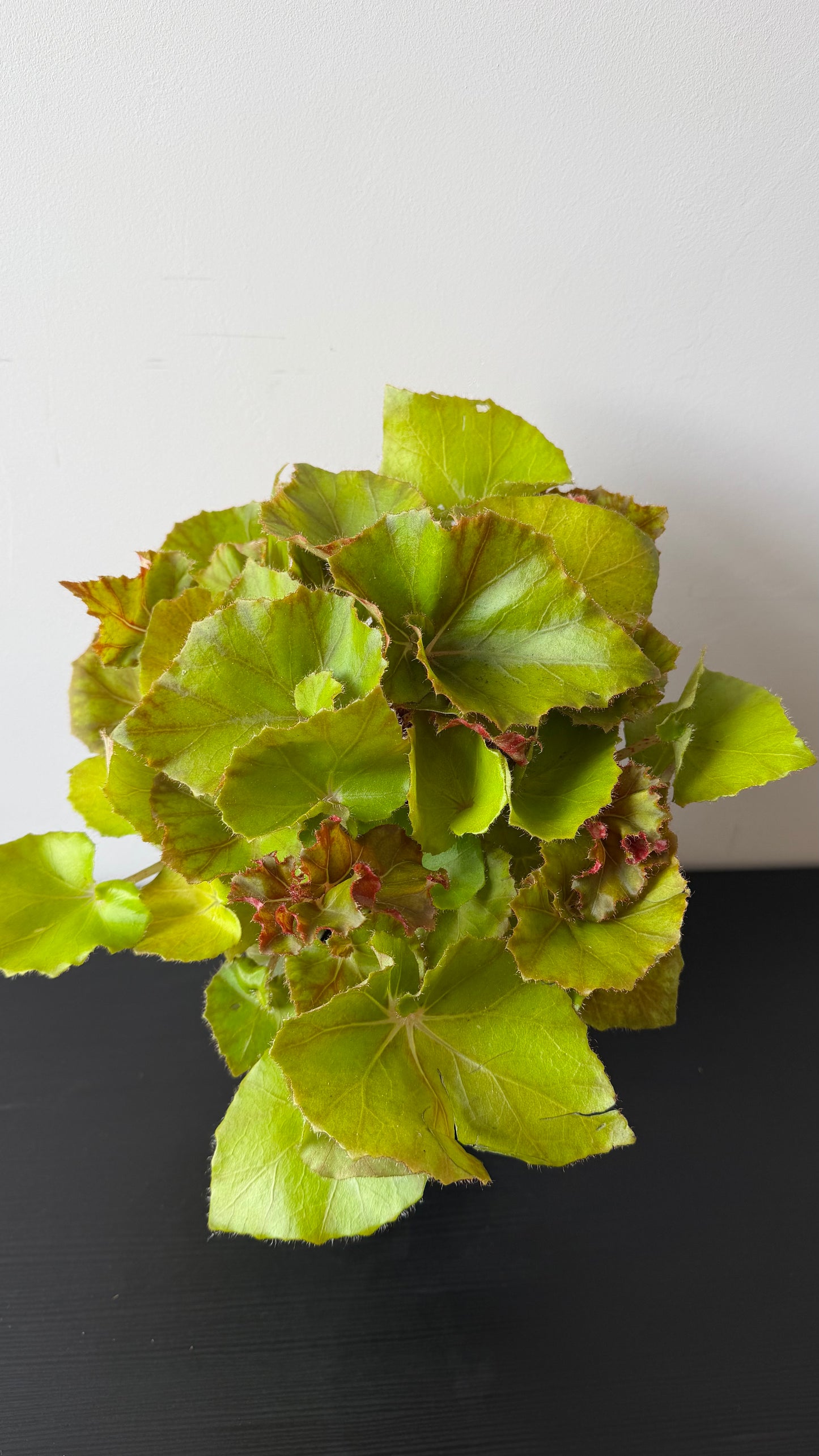 Begonia 10
