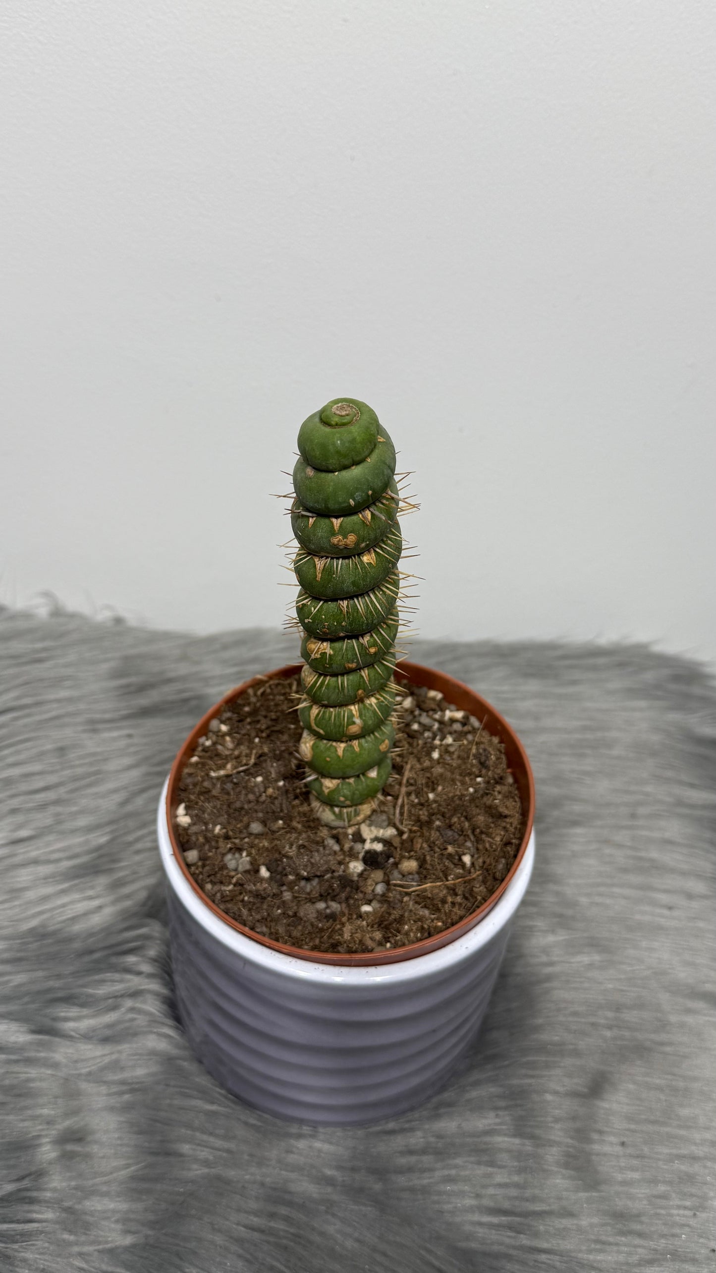 Eulychnia Castanea Spiralis