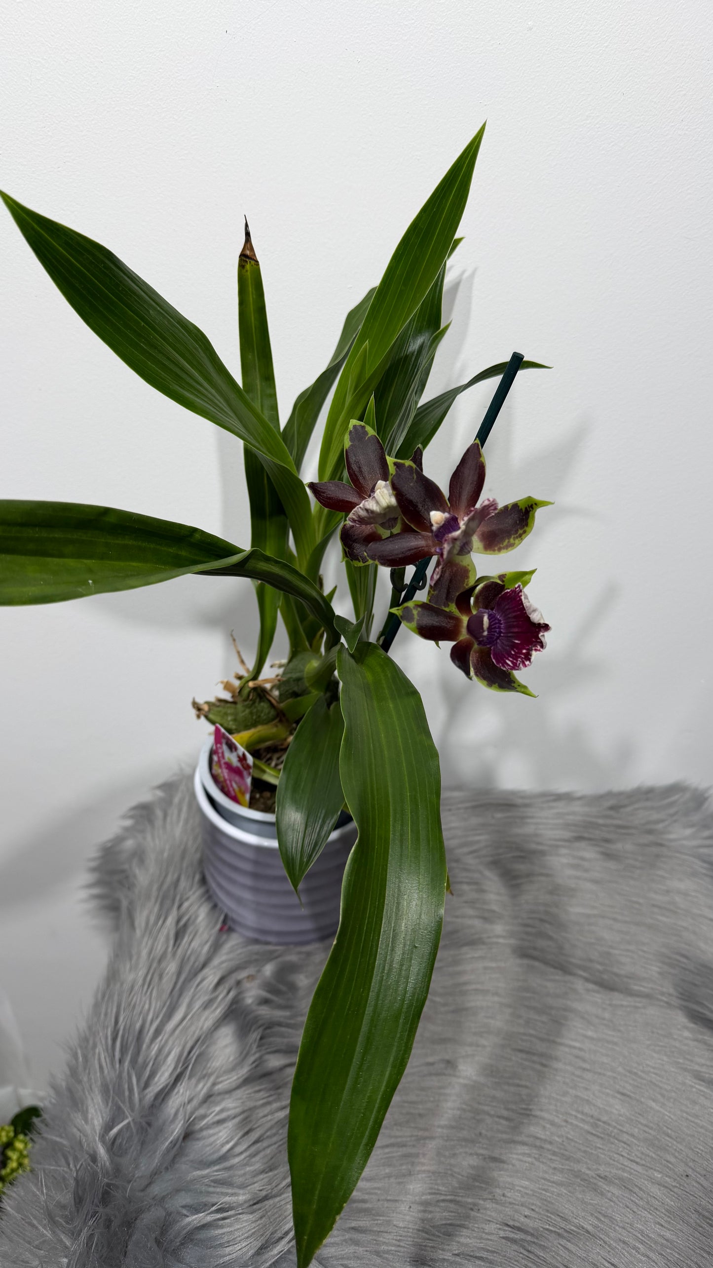 Zygopetalum Louisendorf 2