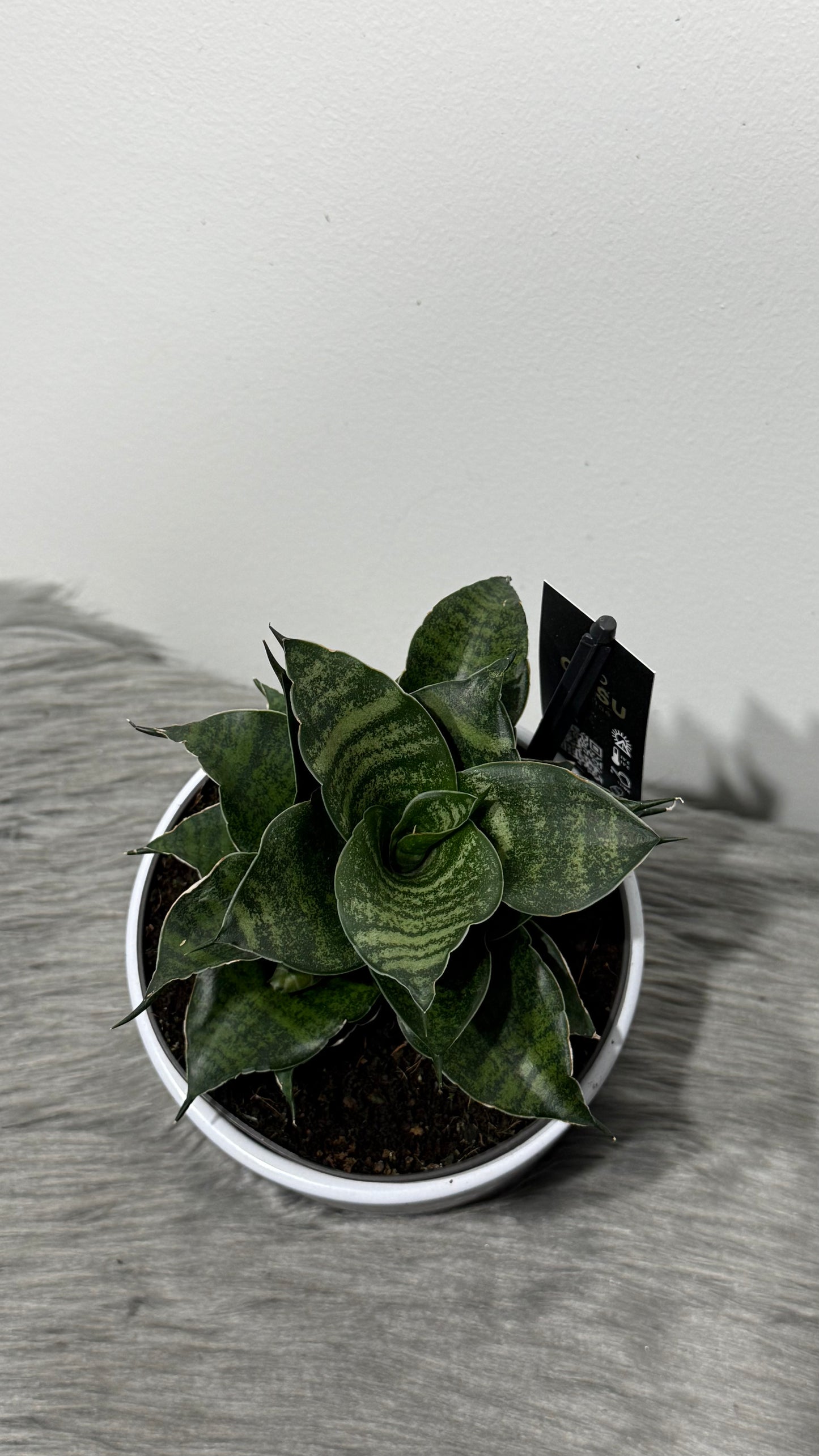 Sansevieria Comet Mini Queen