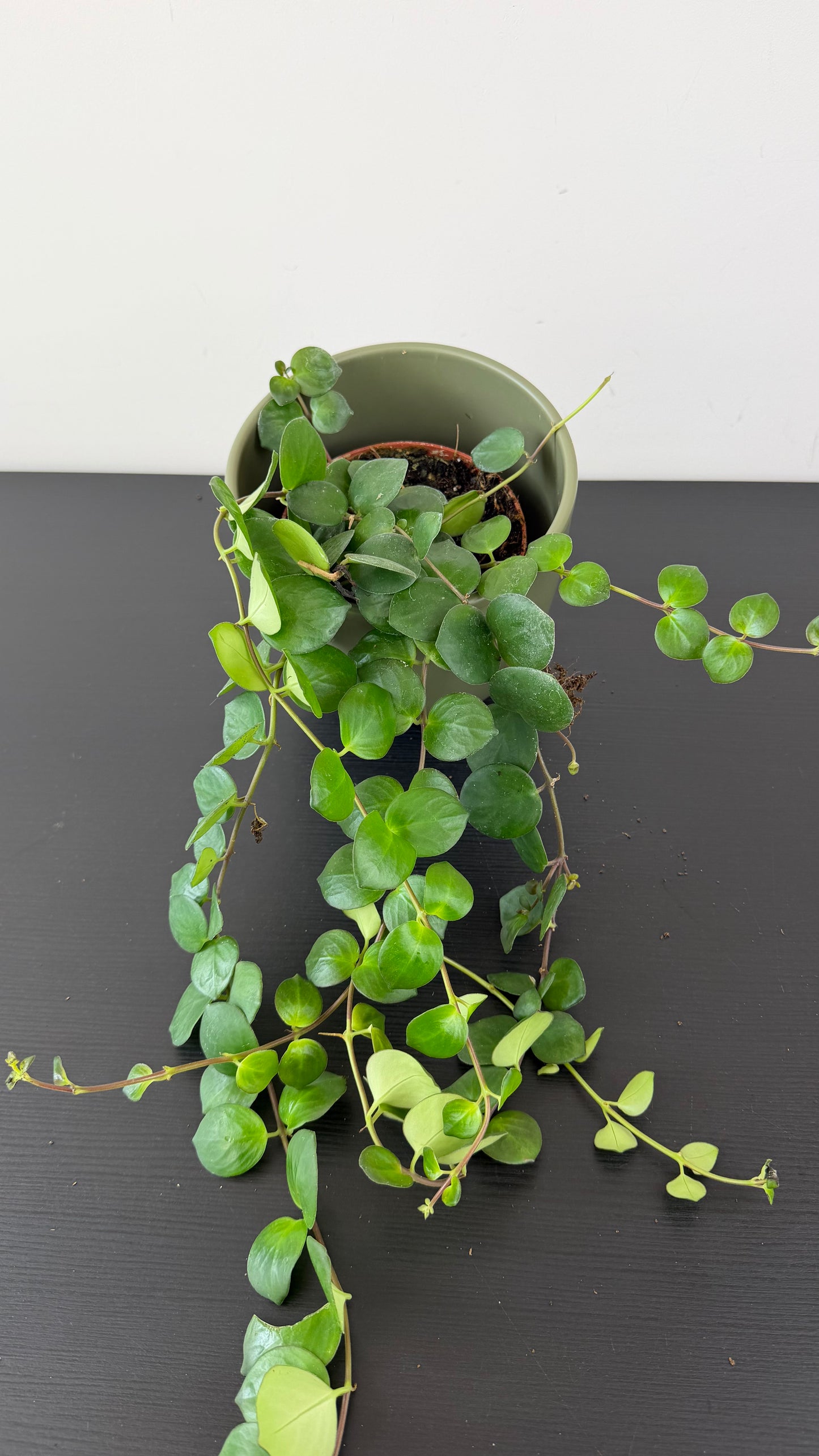Aeschynanthus Pink Polka/ Lipstick plant