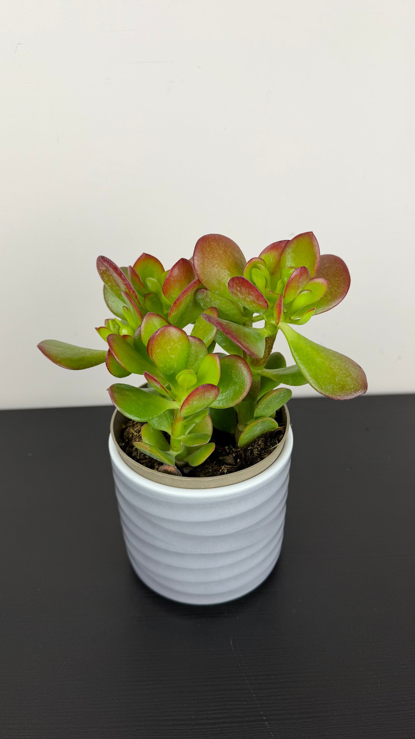 Crassula 13