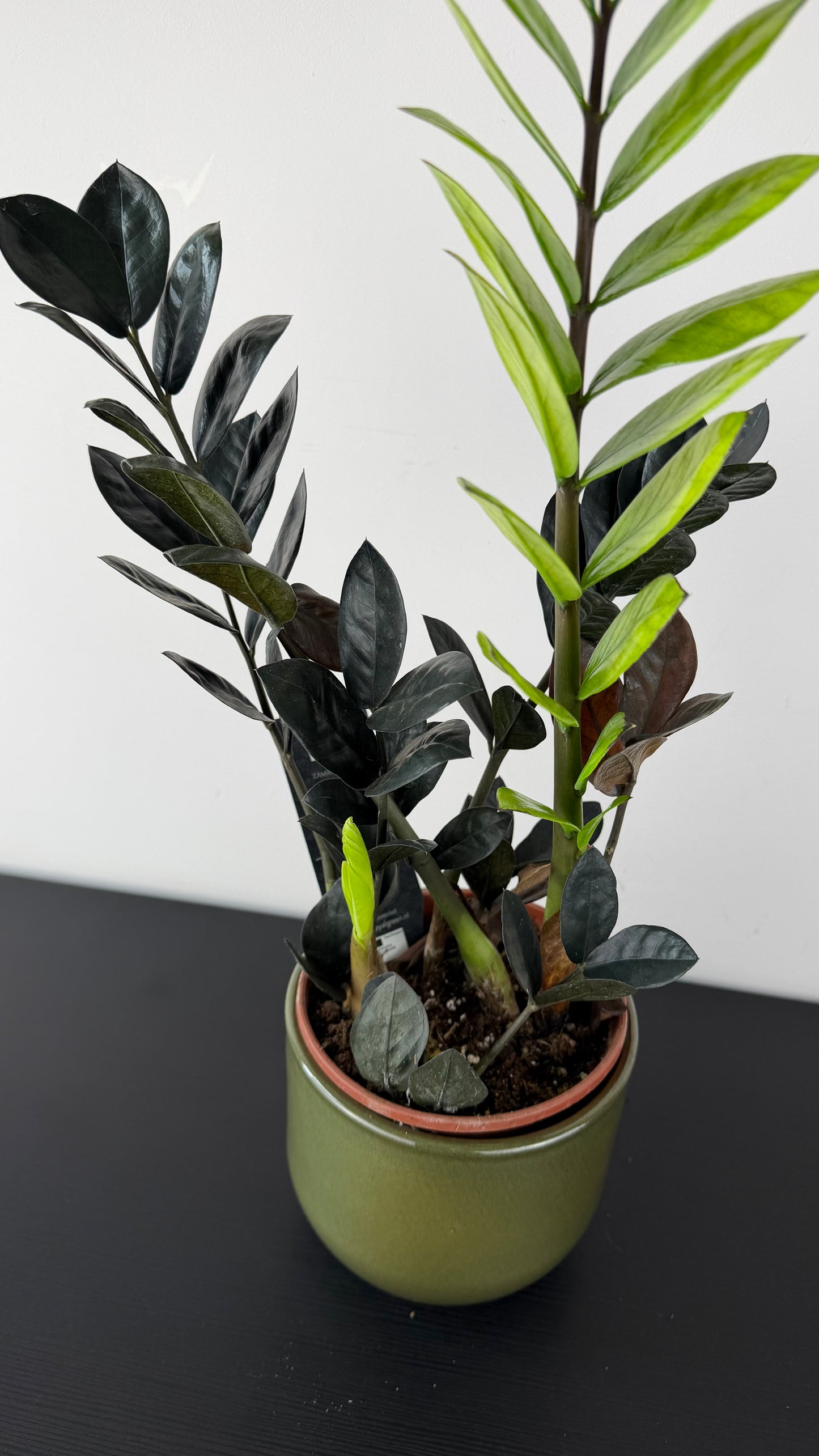 Zamioculcas Raven