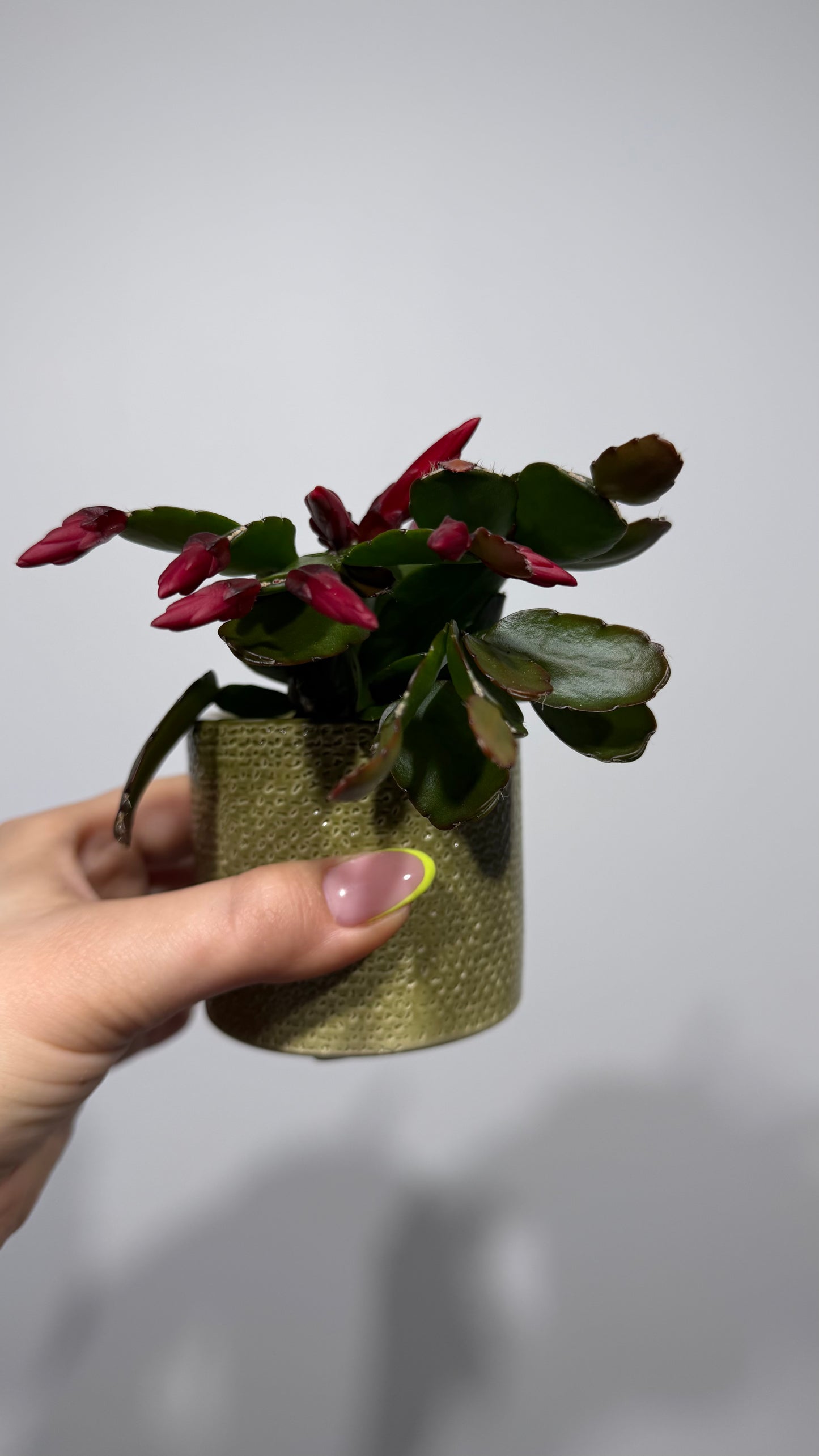 Rhipsalidopsis Red