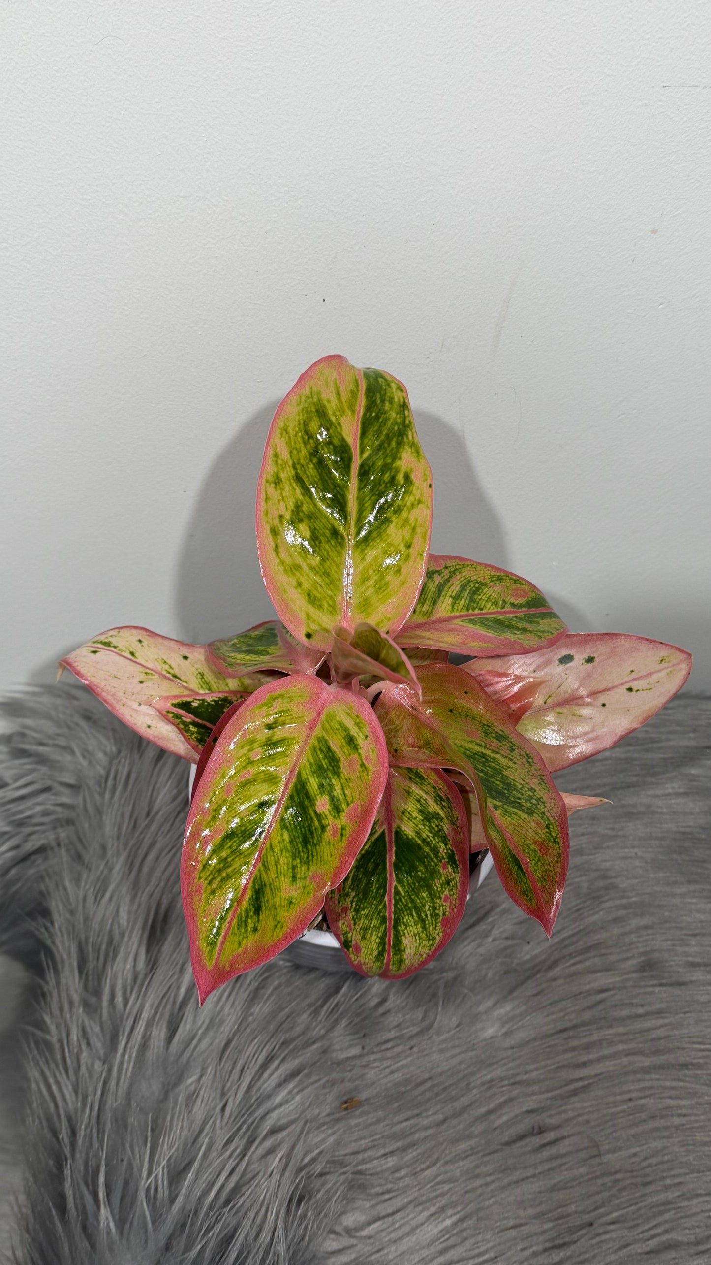 Aglaonema 13