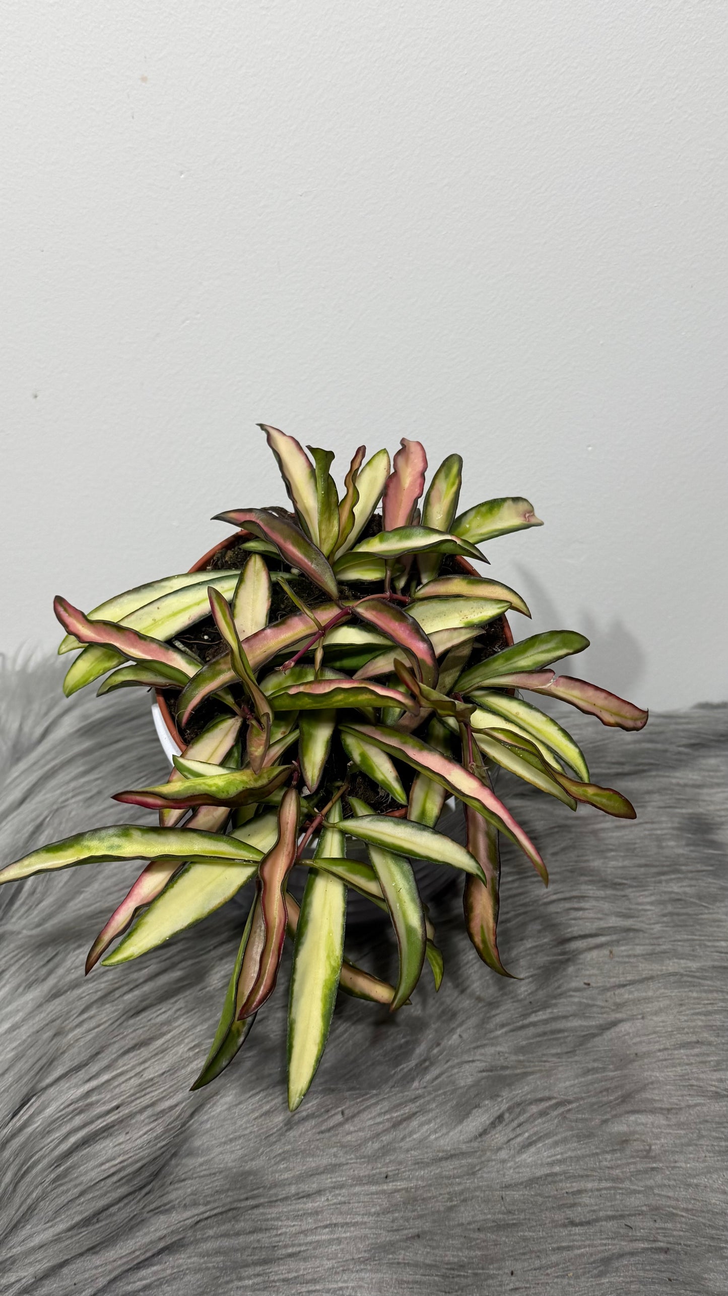 Hoya wayetii 'Tricolor