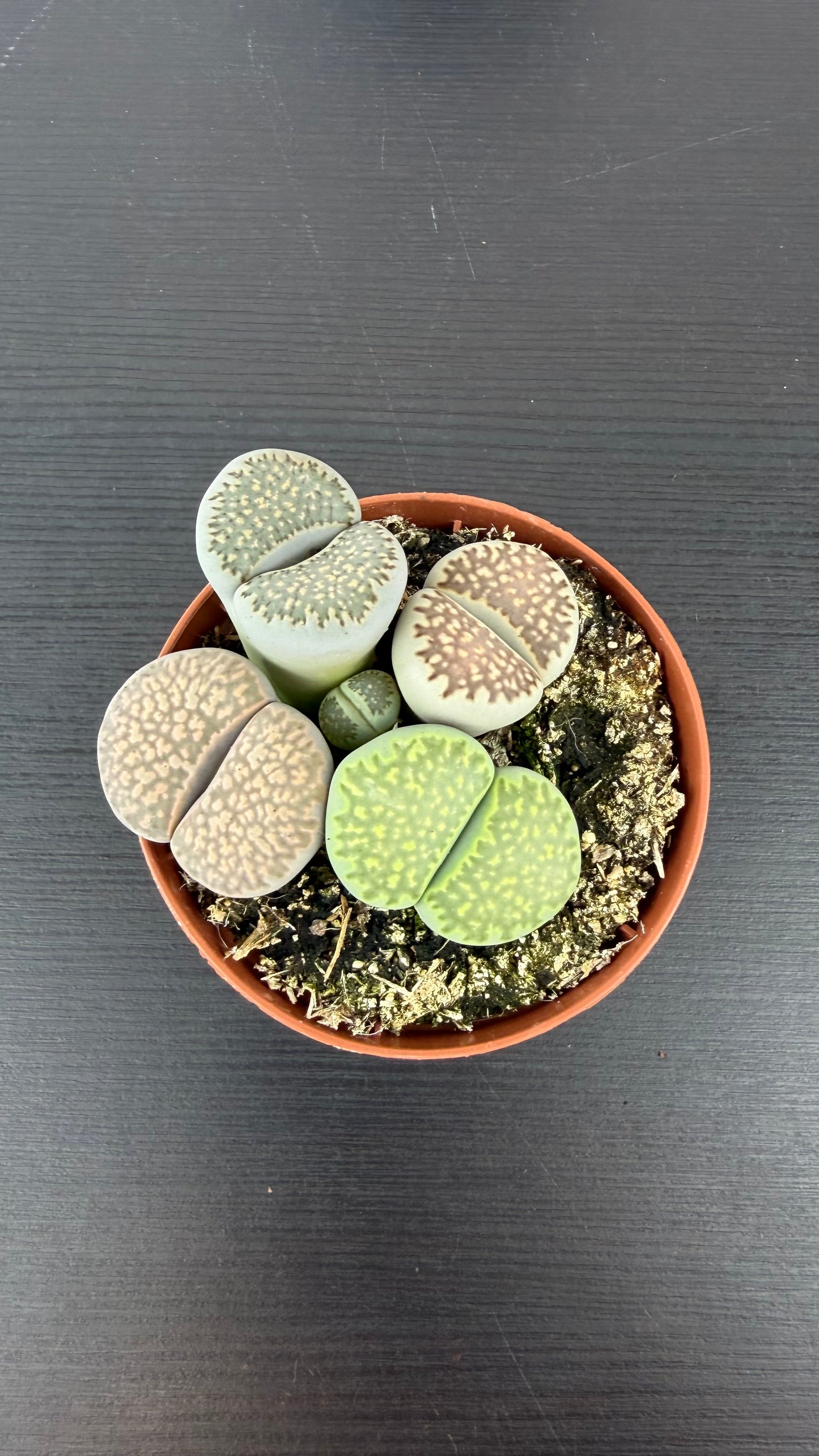 Lithops 9