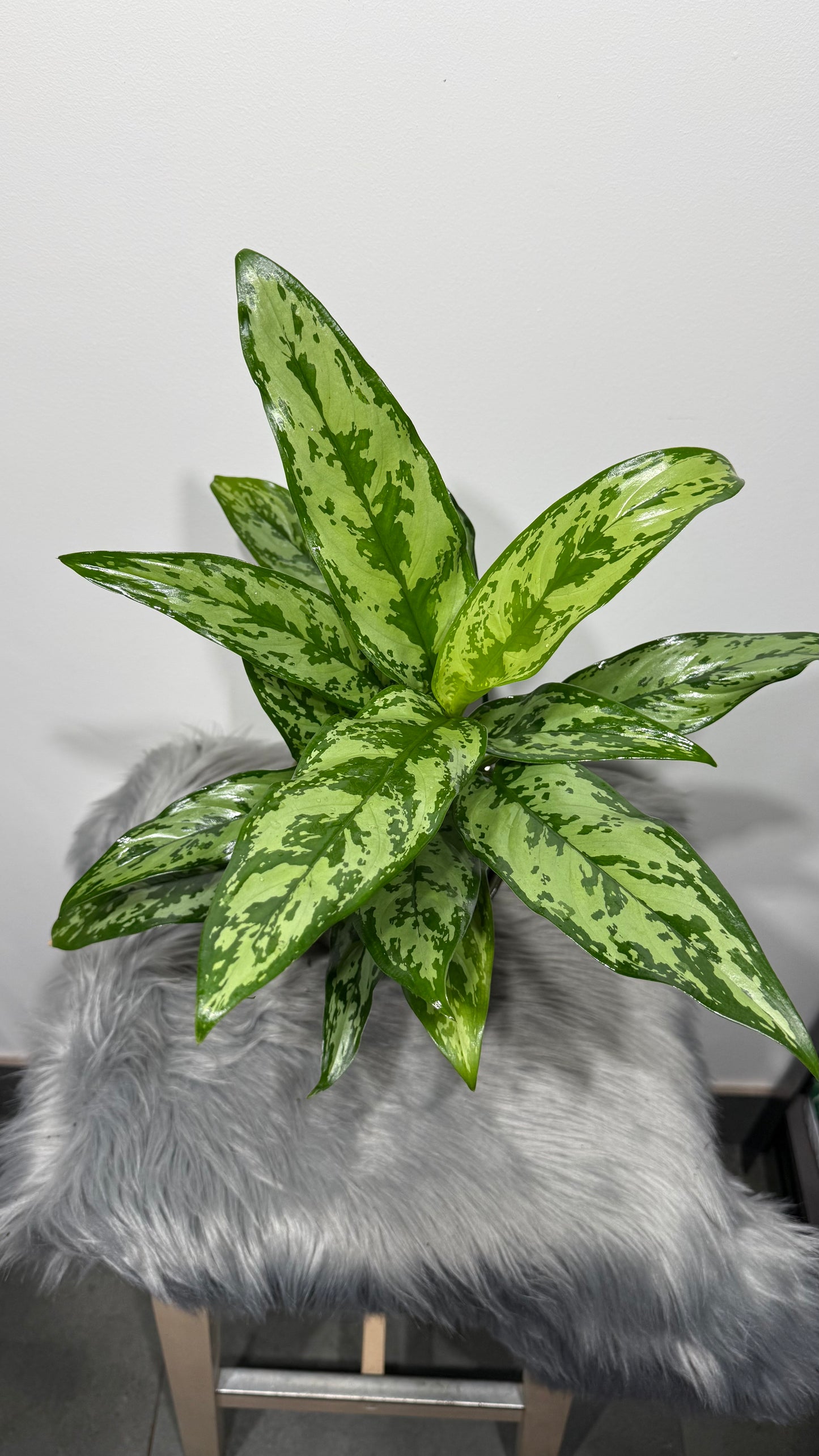 Aglaonema Laurel Green