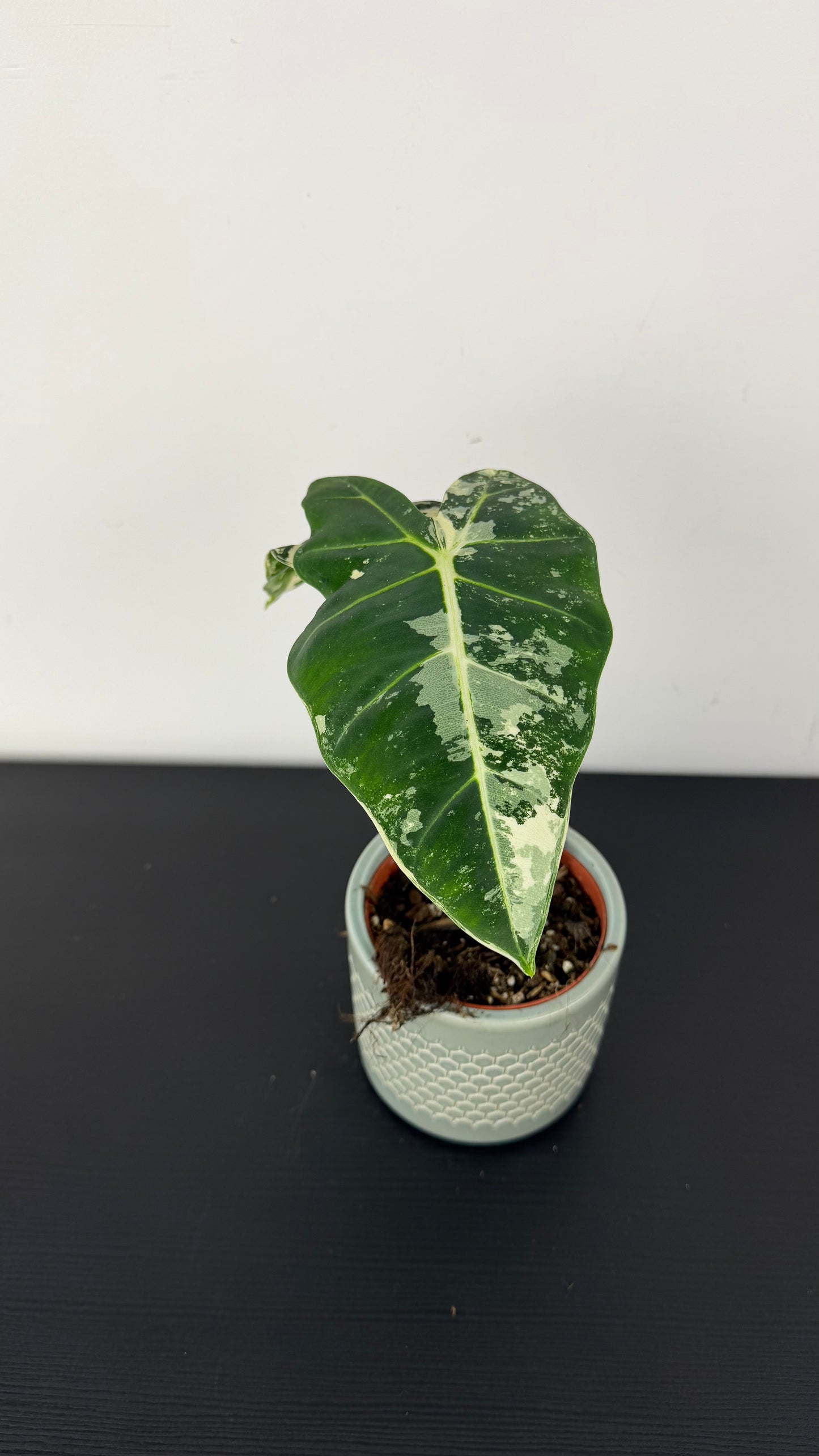 Alocasia Frydek Variegata