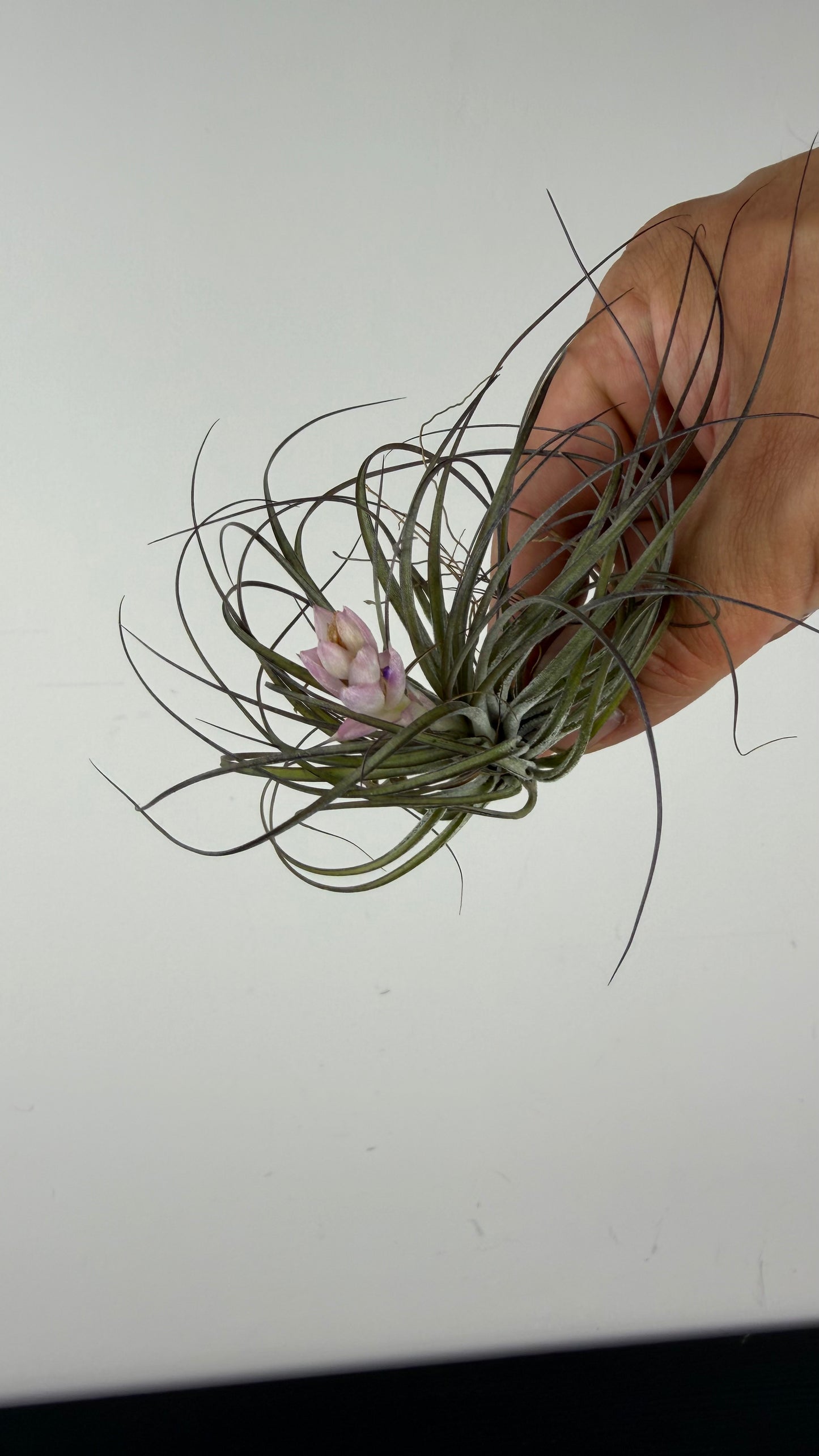 Tillandsia Air plant 11