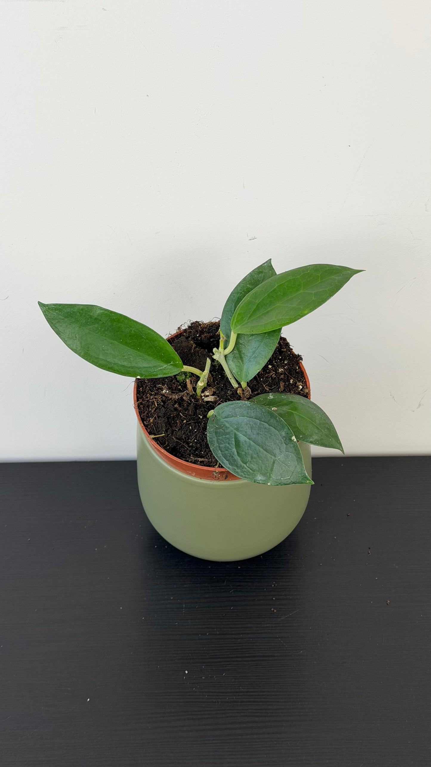Hoya Timor