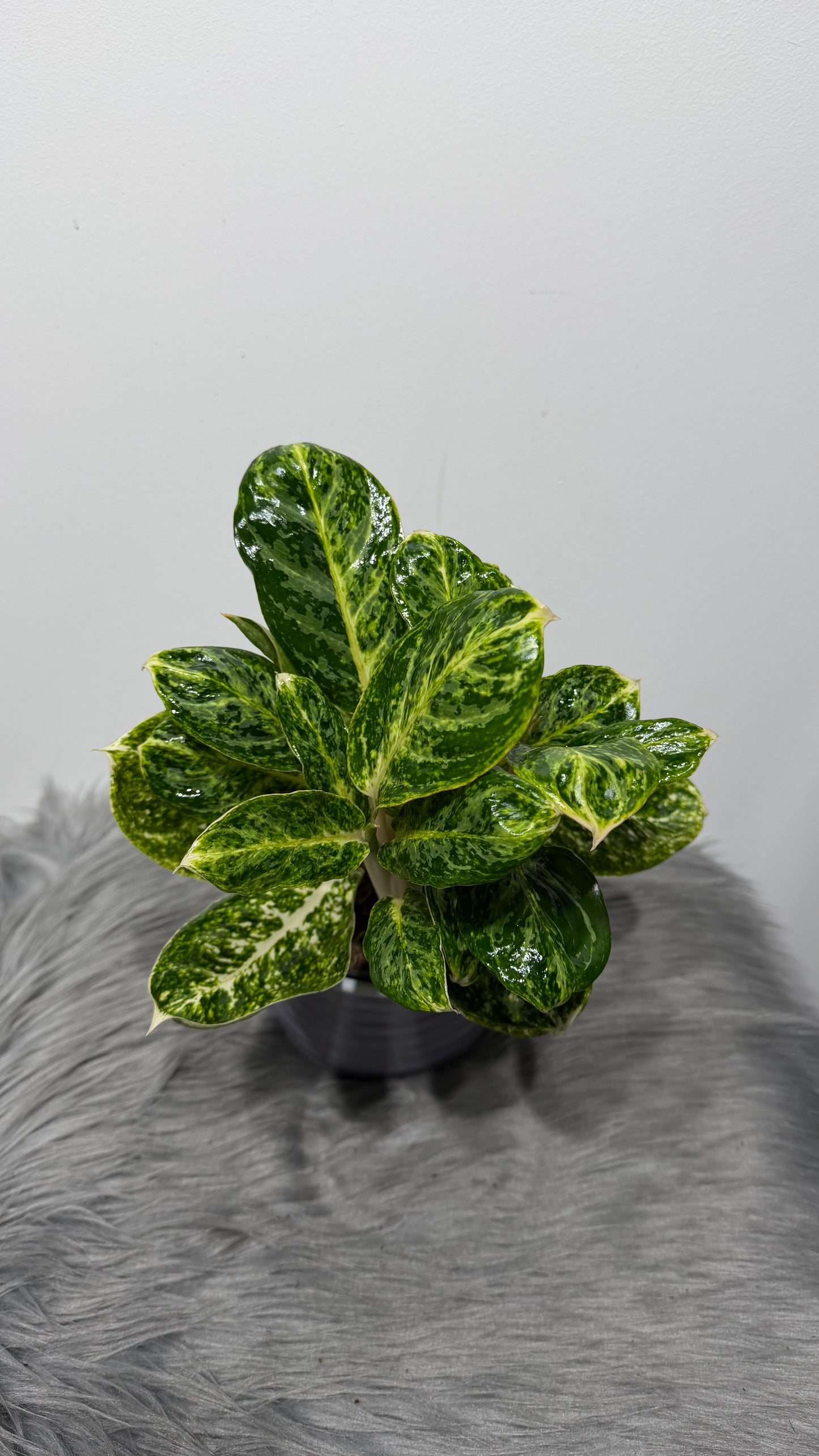 Aglaonema 2