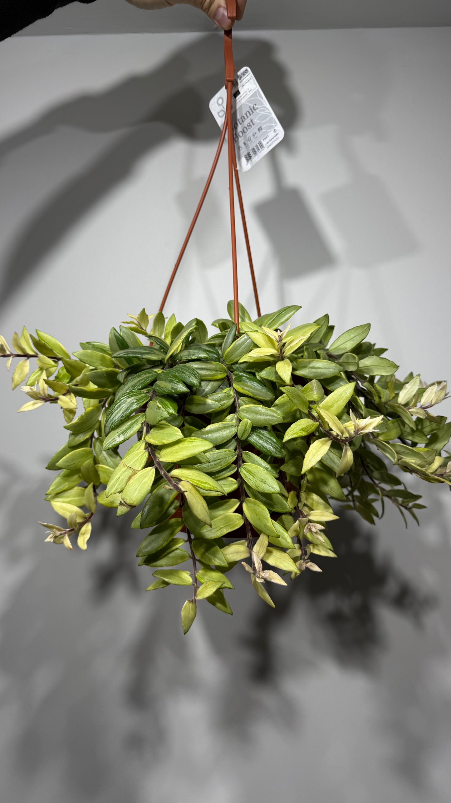 Aeschynanthus Bicolore