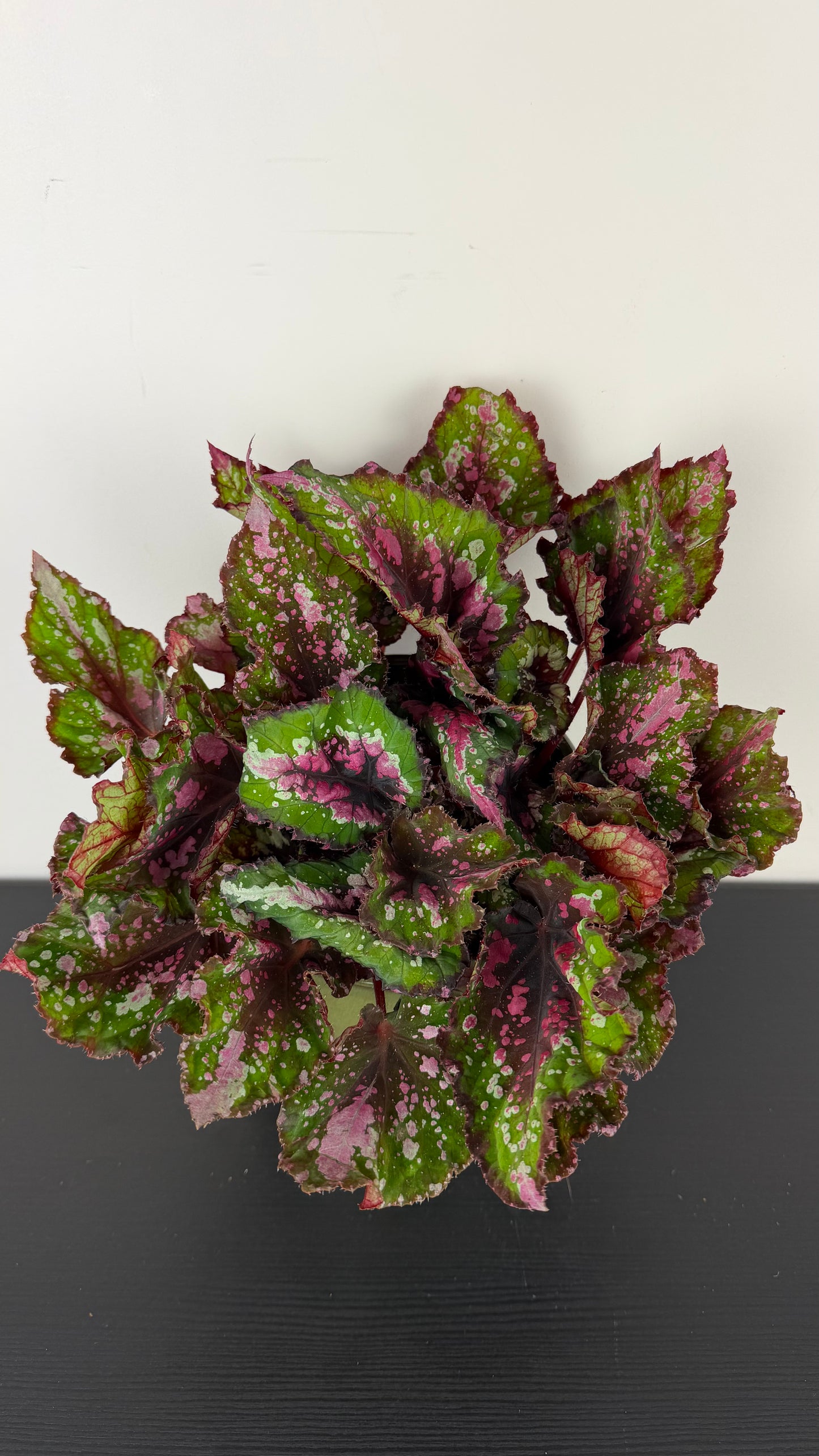 Begonia Beleaf 4