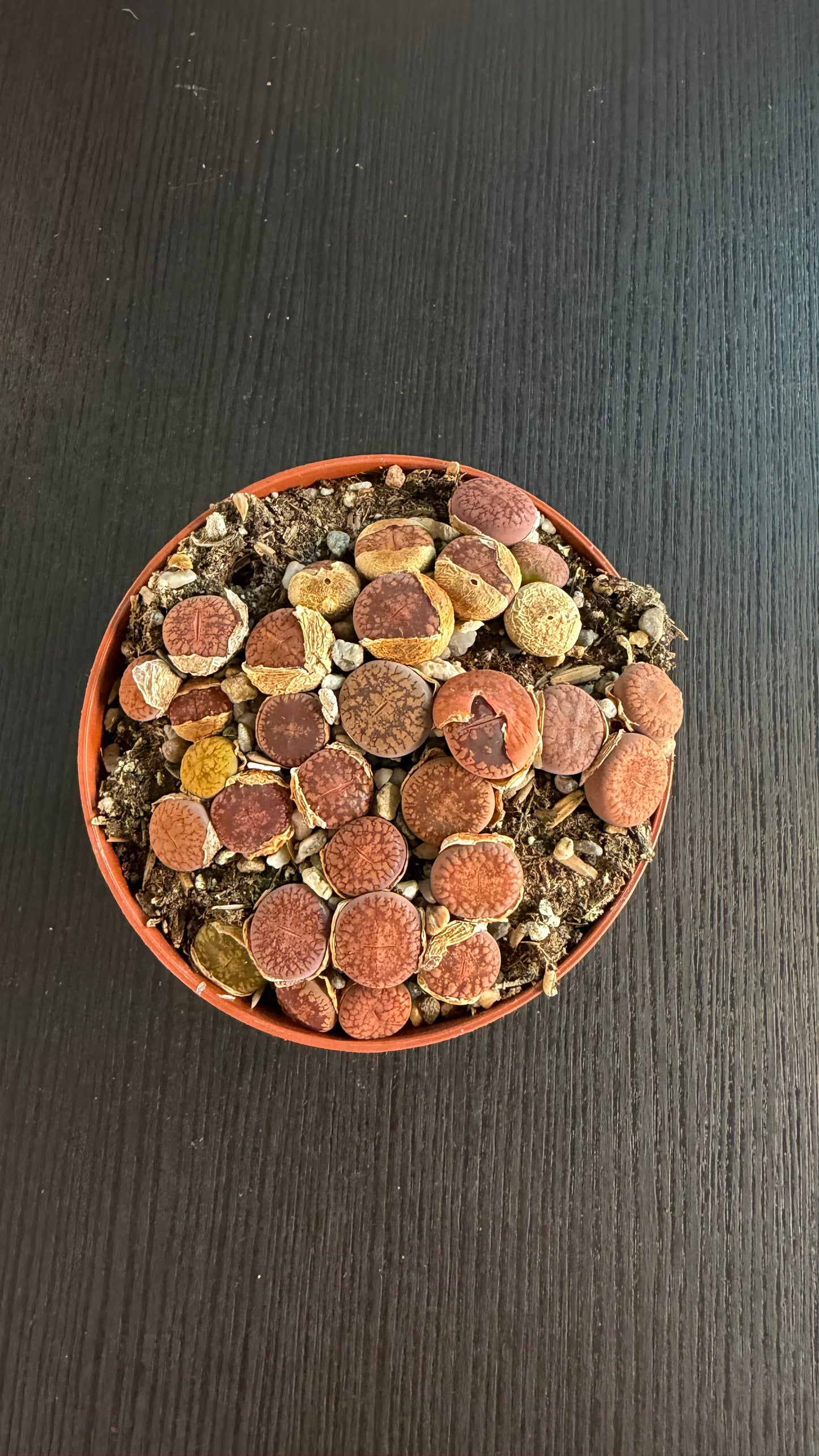 Lithops 10