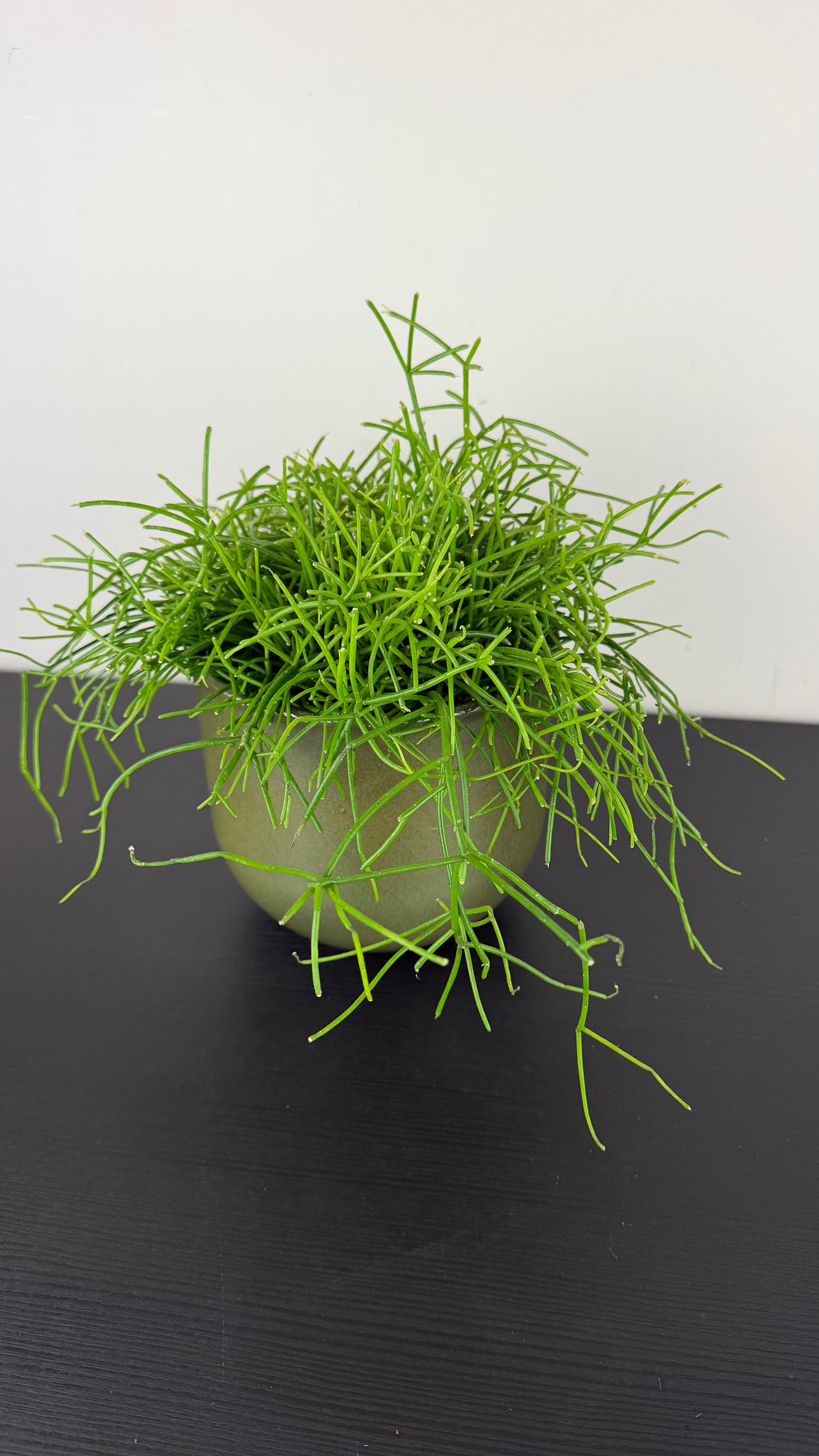Rhipsalis 4