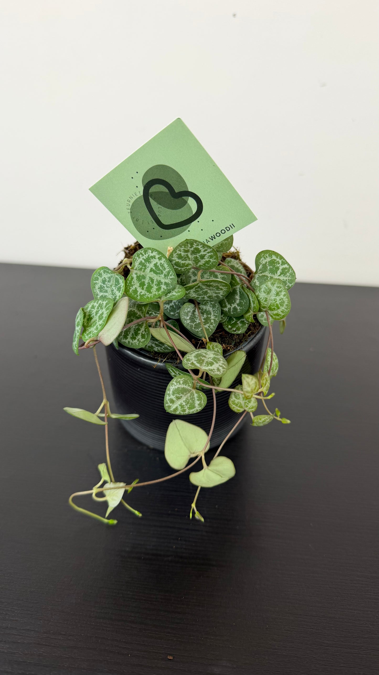 Ceropegia woodii
