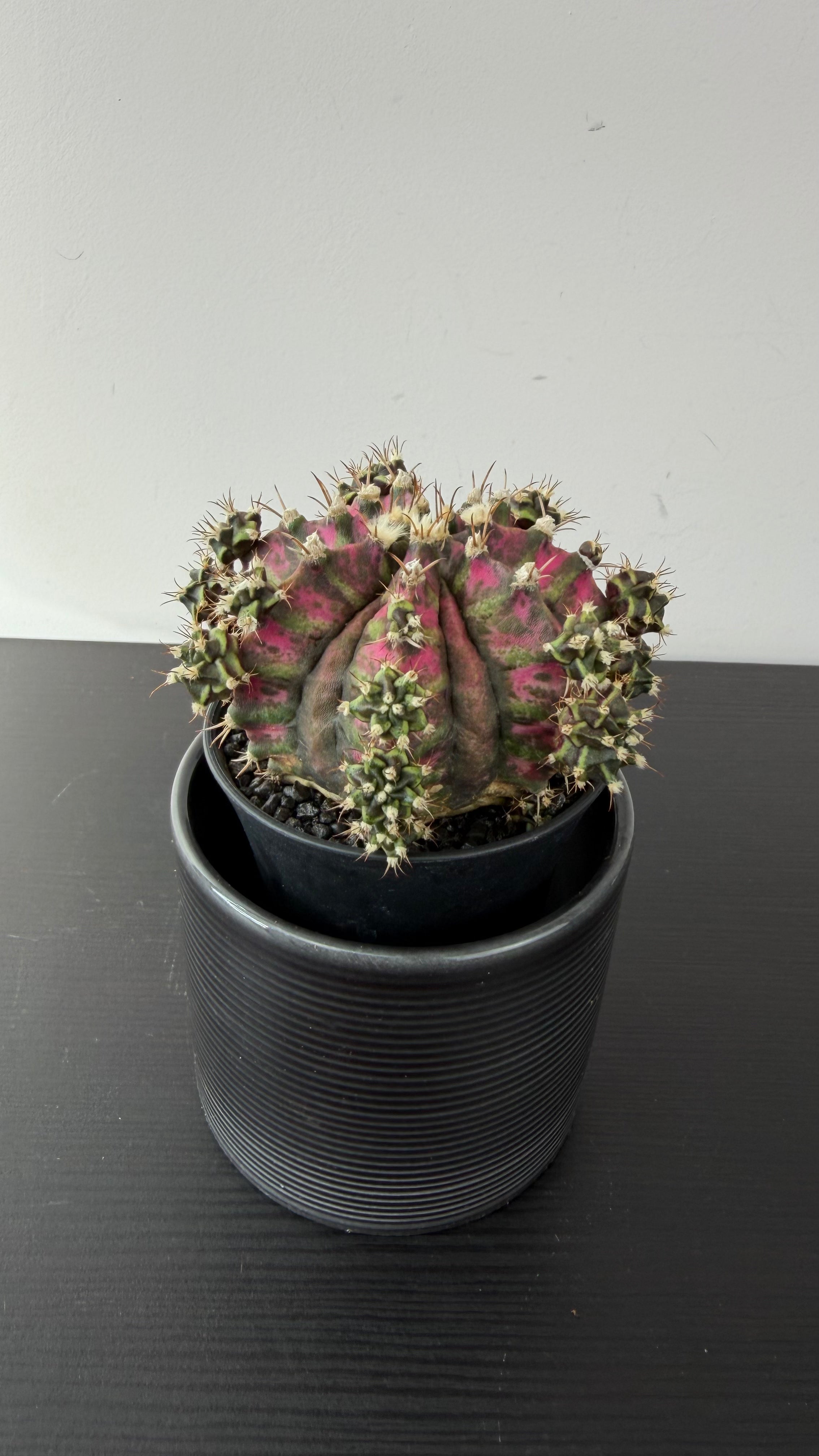 Gymnocalycium T-Rex Hybrid – www.augi-plants.lv