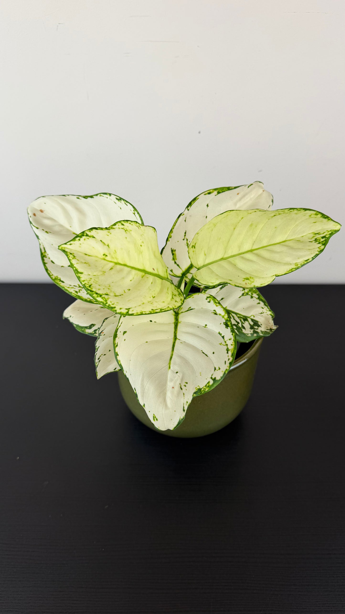 Aglaonema 10