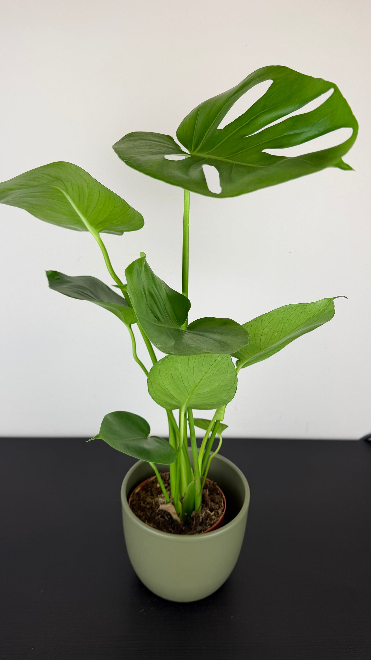Monstera Deliciosa