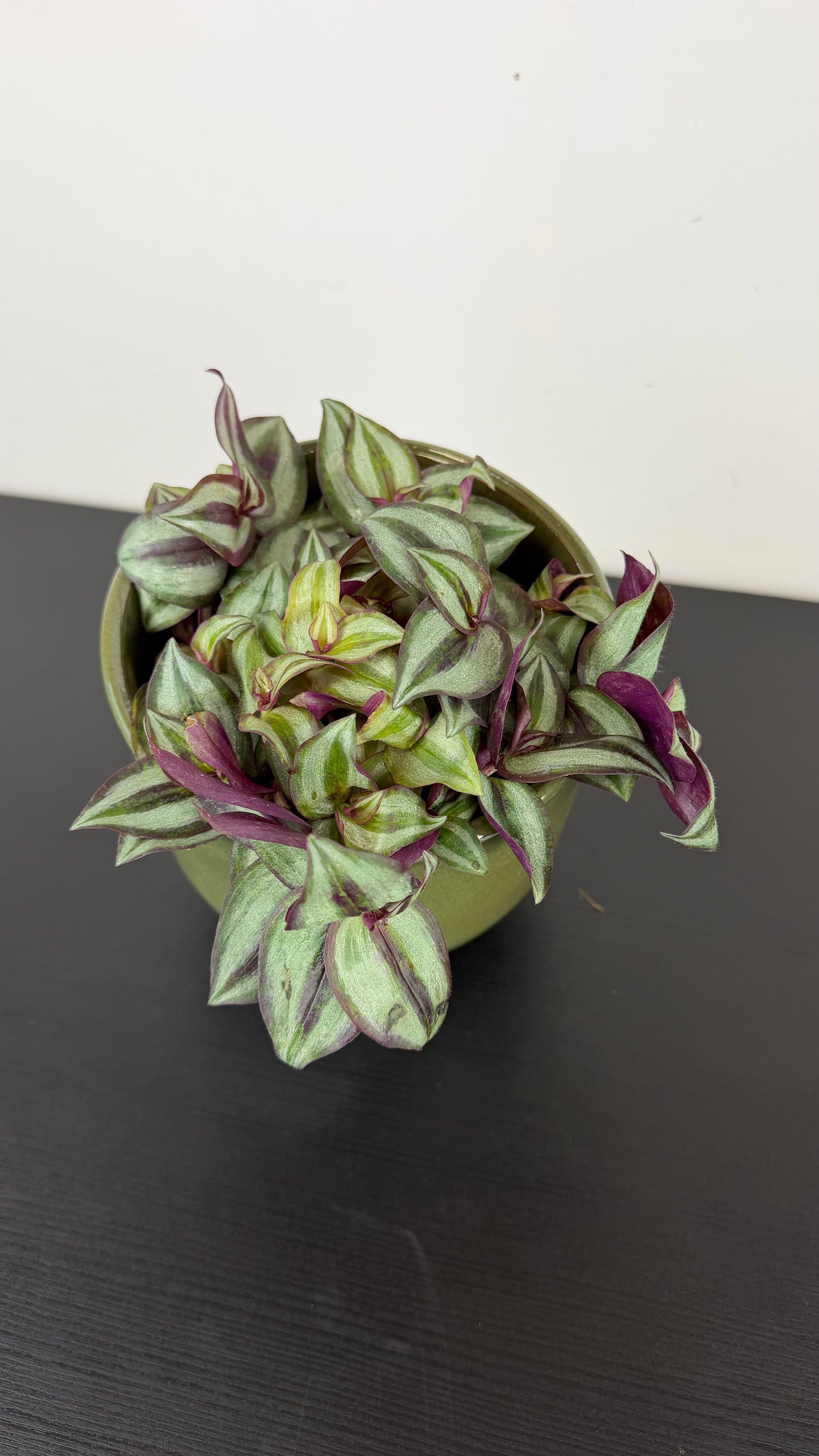 Tradescantia Zebrina purpusii