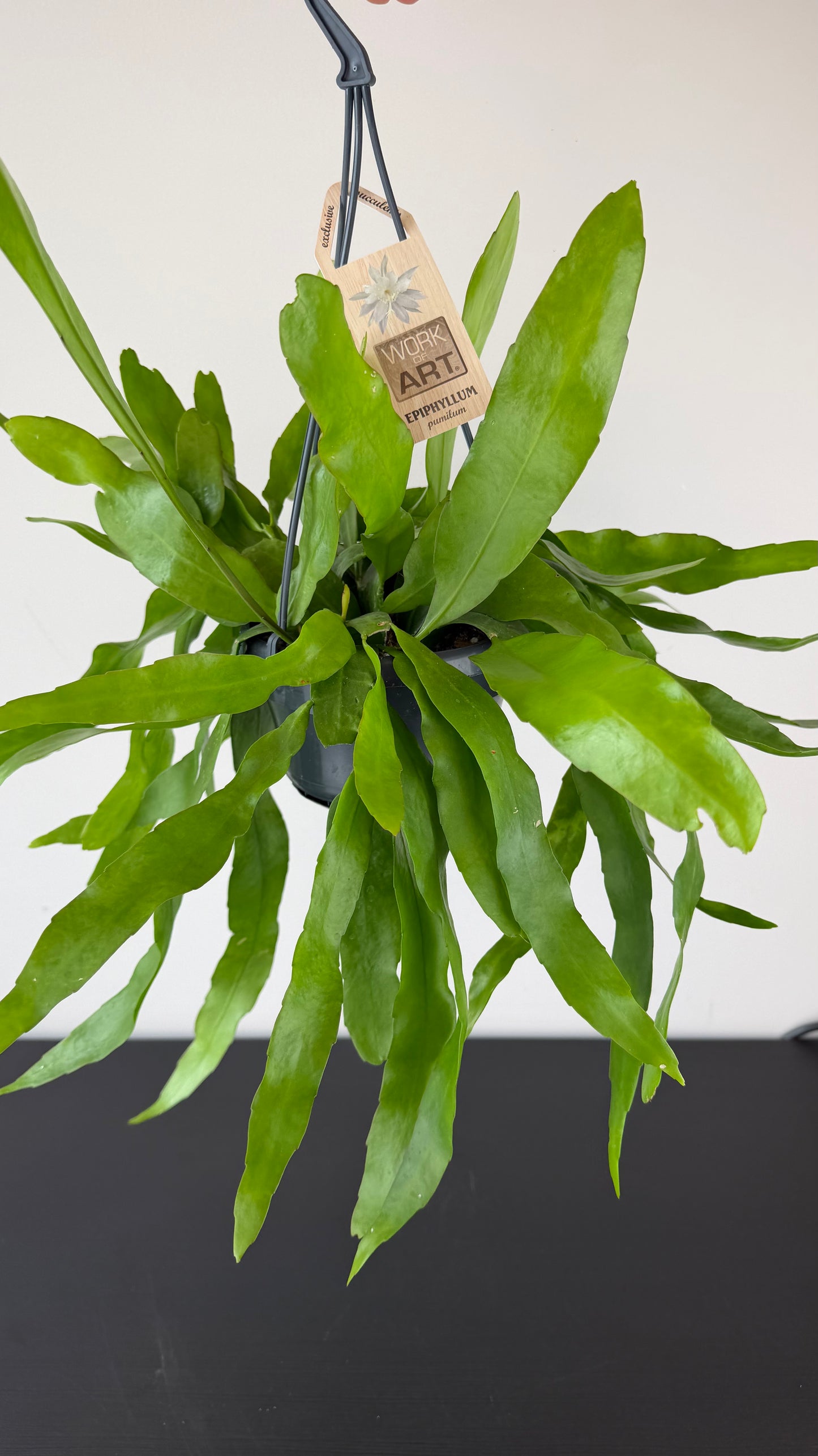 Epiphyllum Pumilum