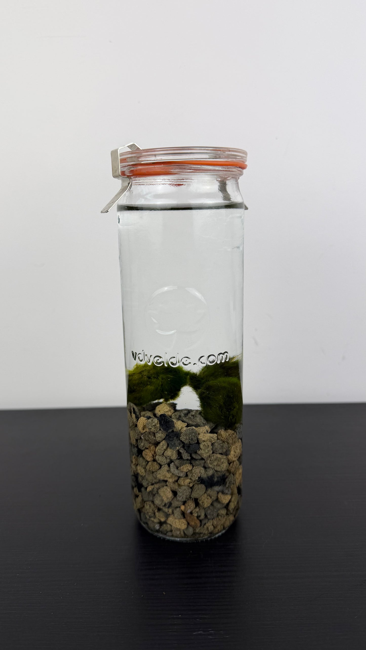 Marimo augs