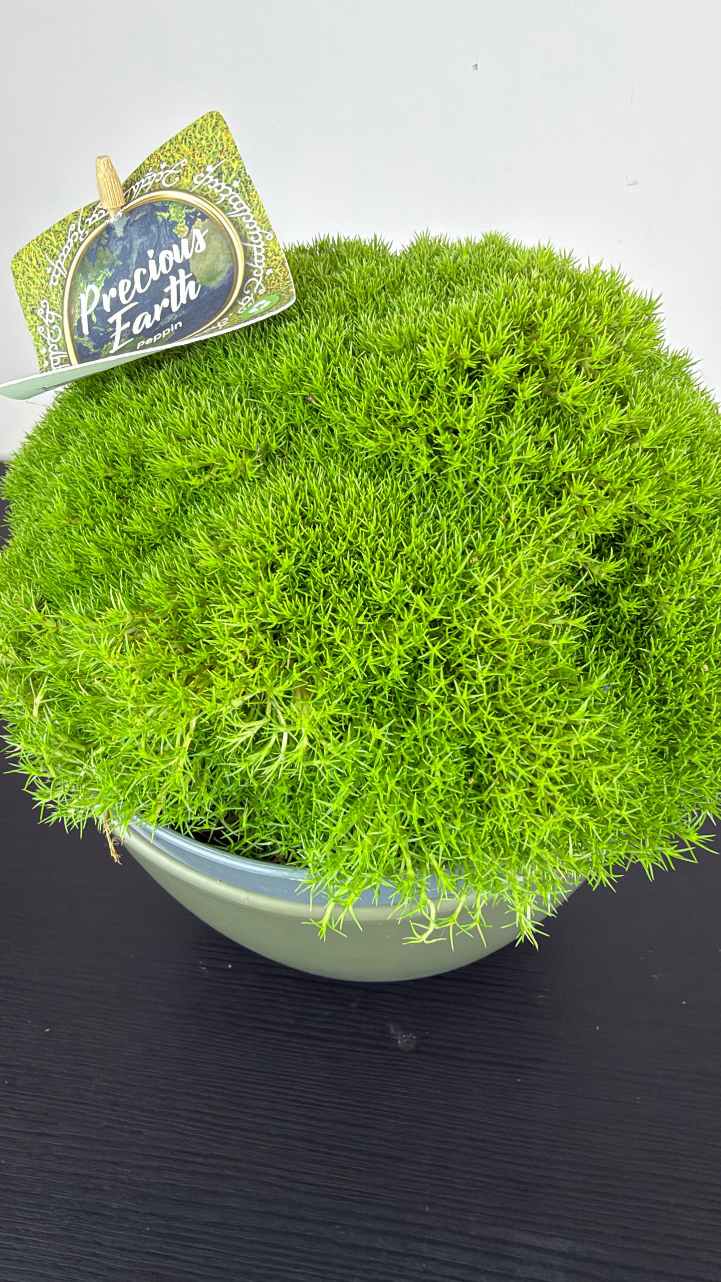 Scleranthus