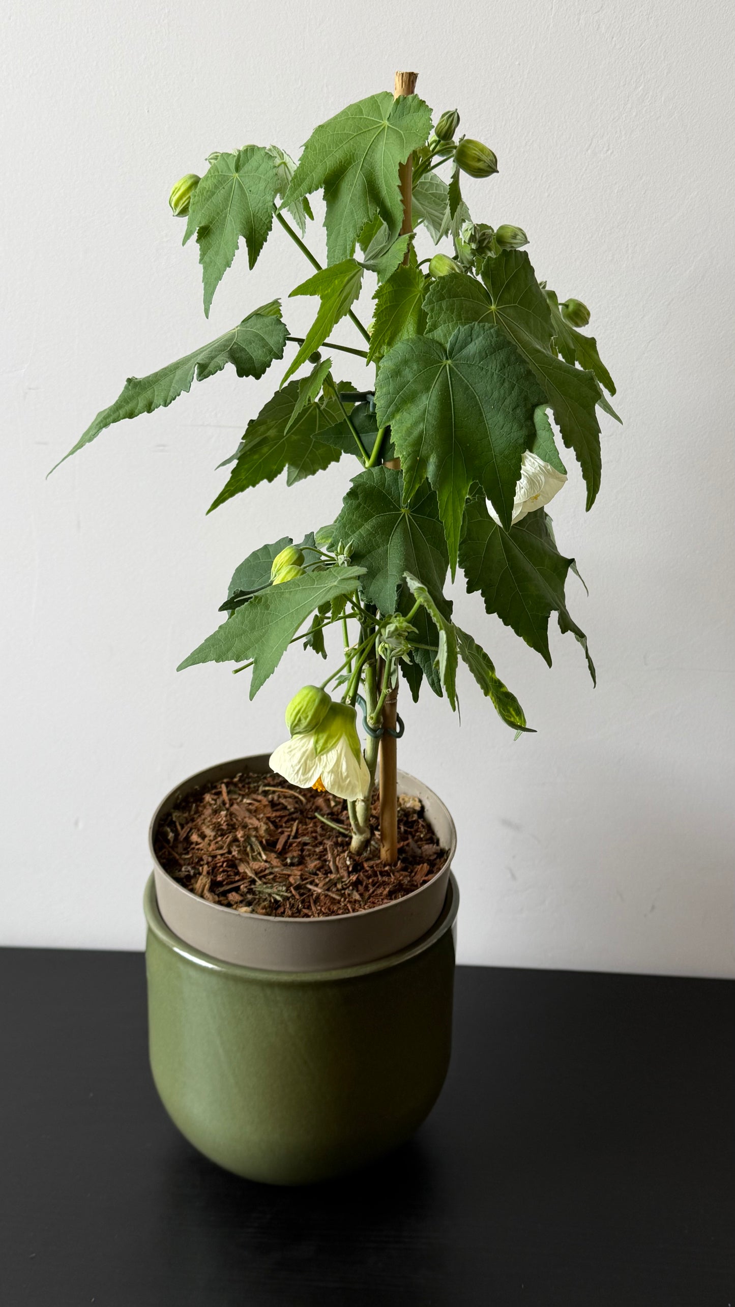 Abutilon White