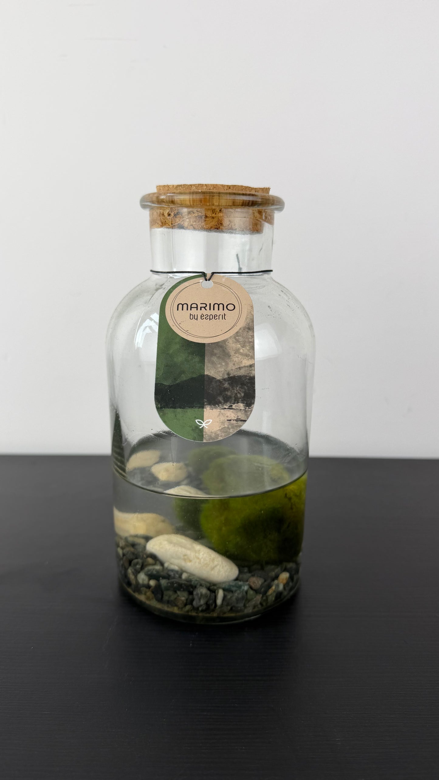 Marimo augs