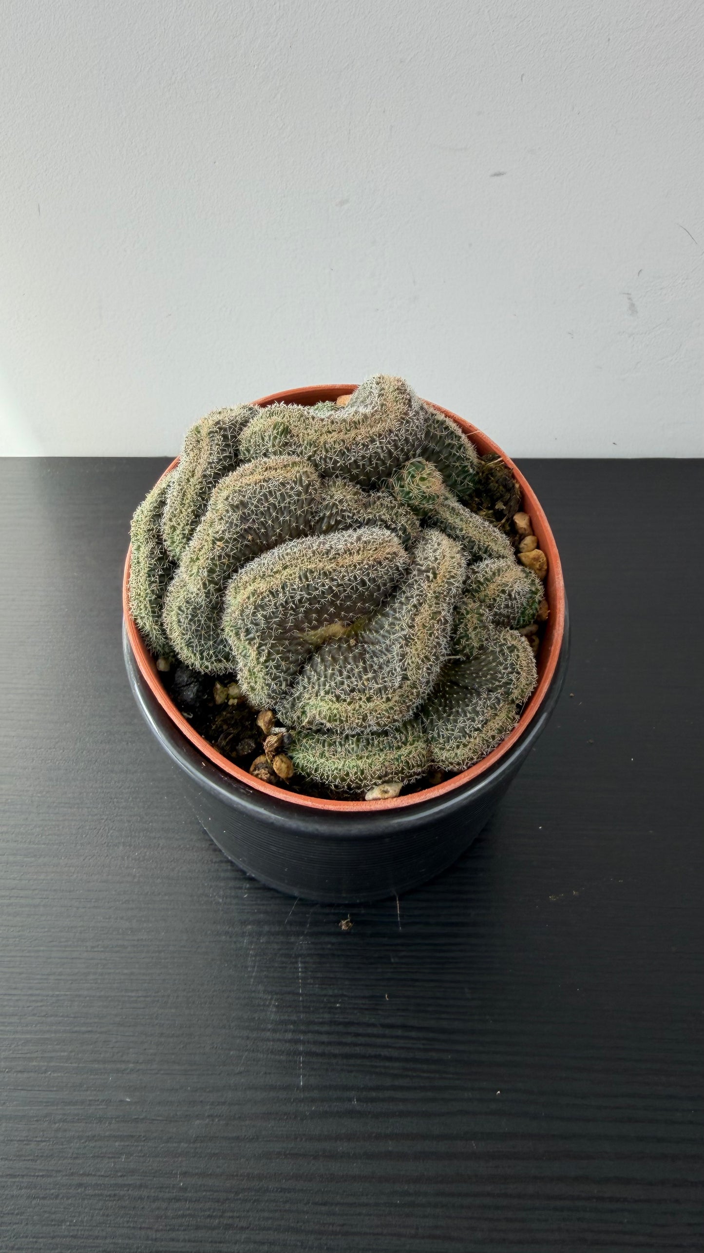 Lobivia Densispina Cristata