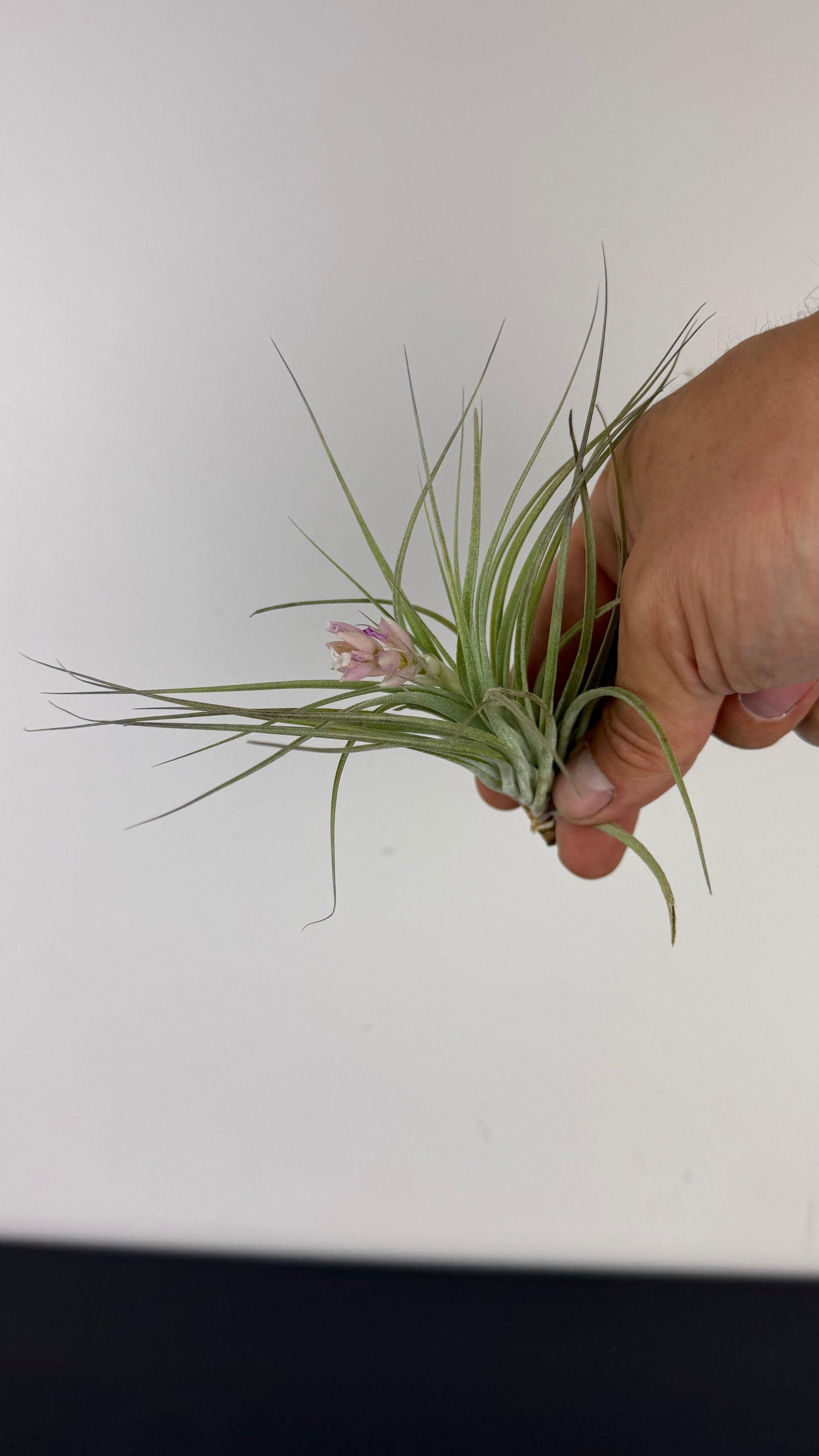 Tillandsia Air plant