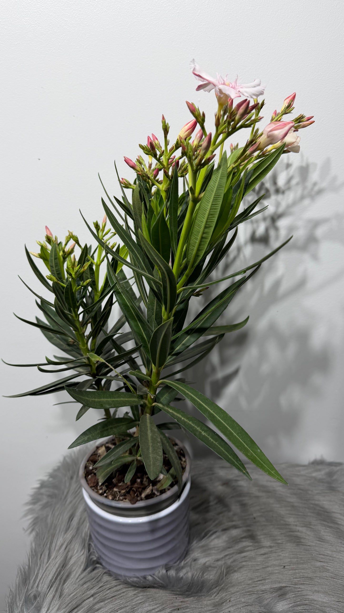 Oleander