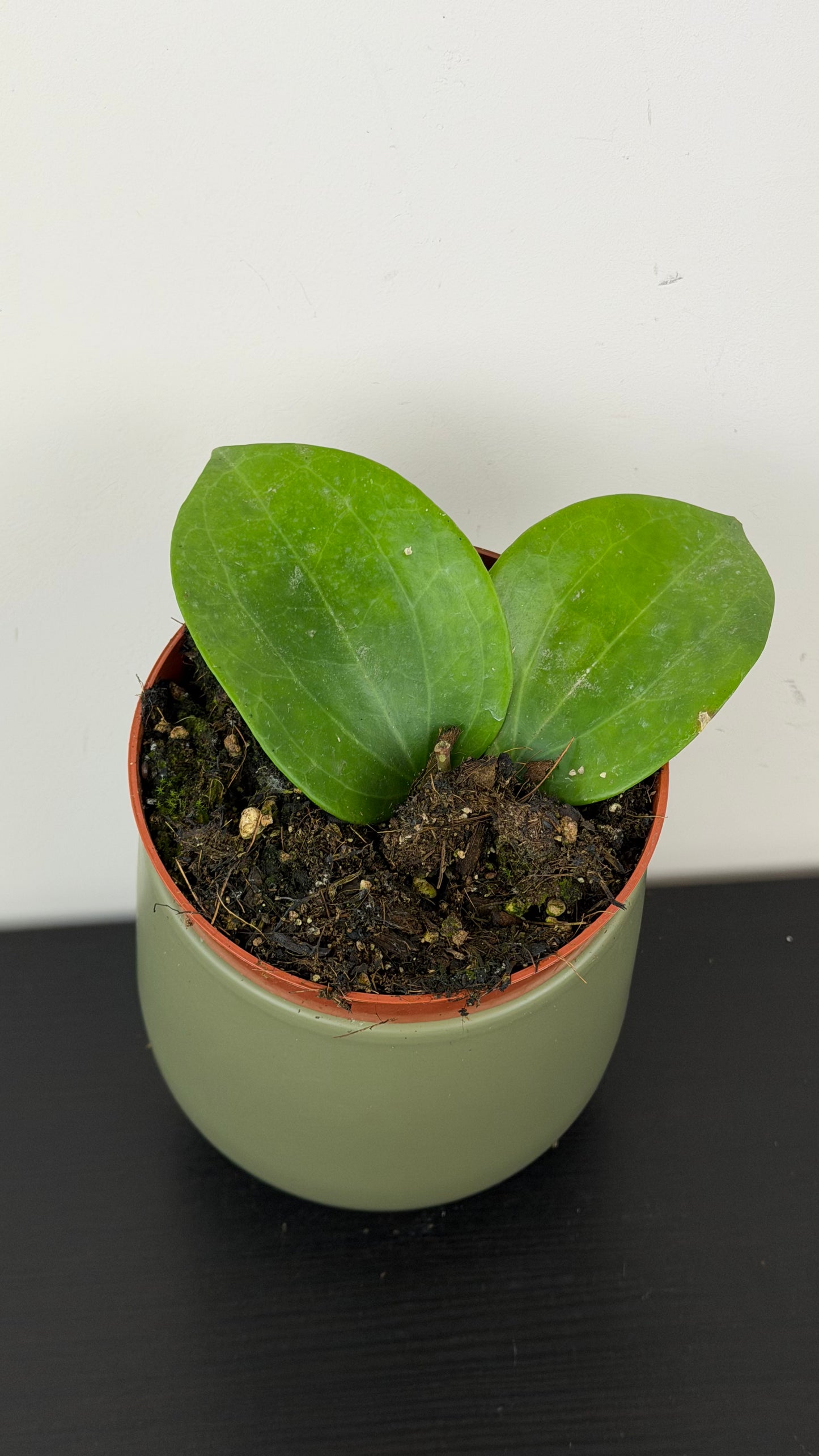 Hoya latifolia Green
