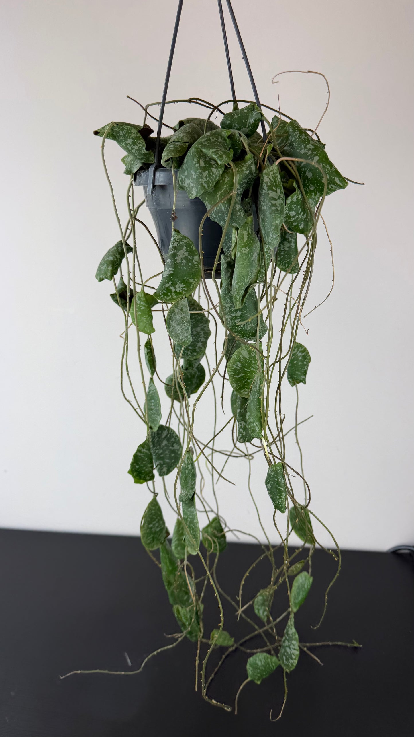 Hoya imbricata