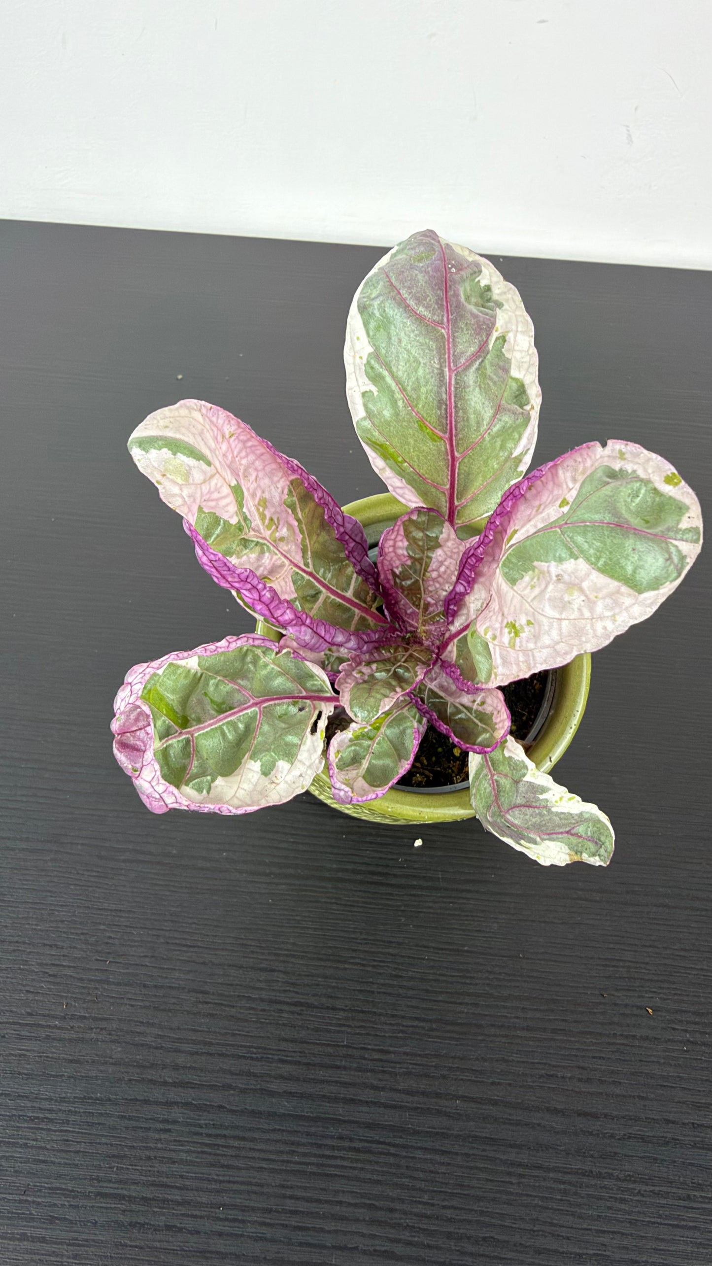 Hemigraphis Snow White