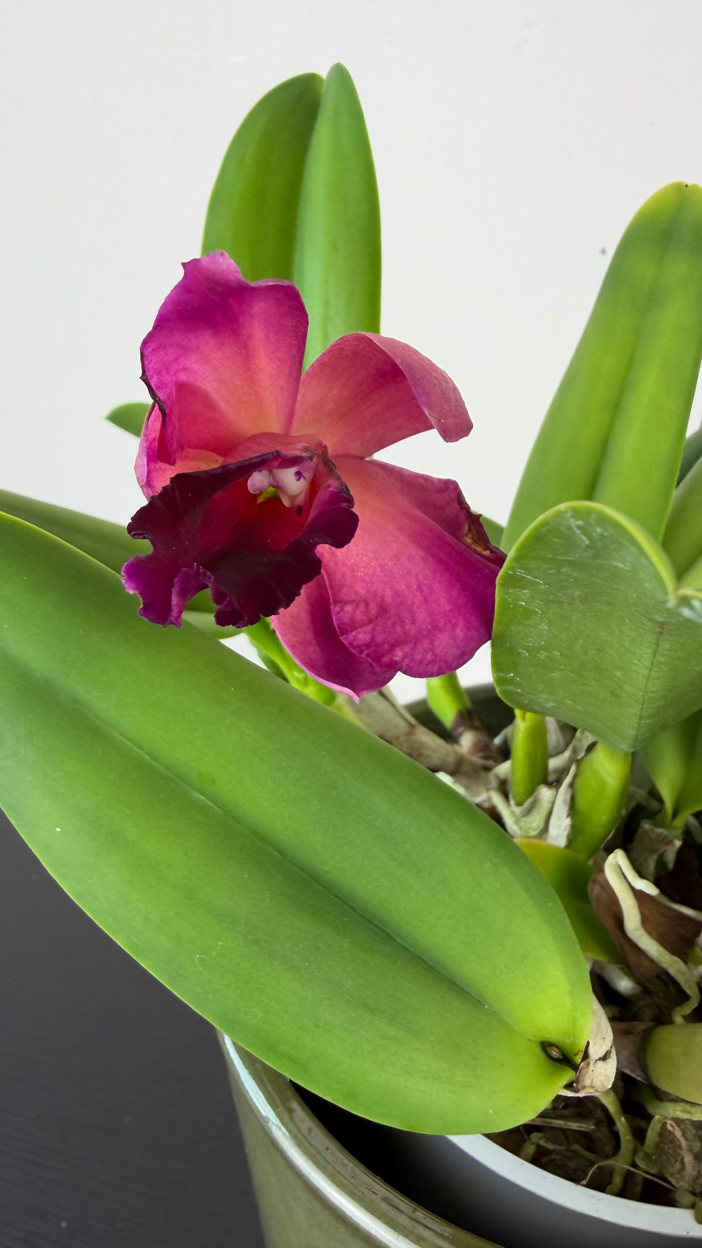 Cattleya 4