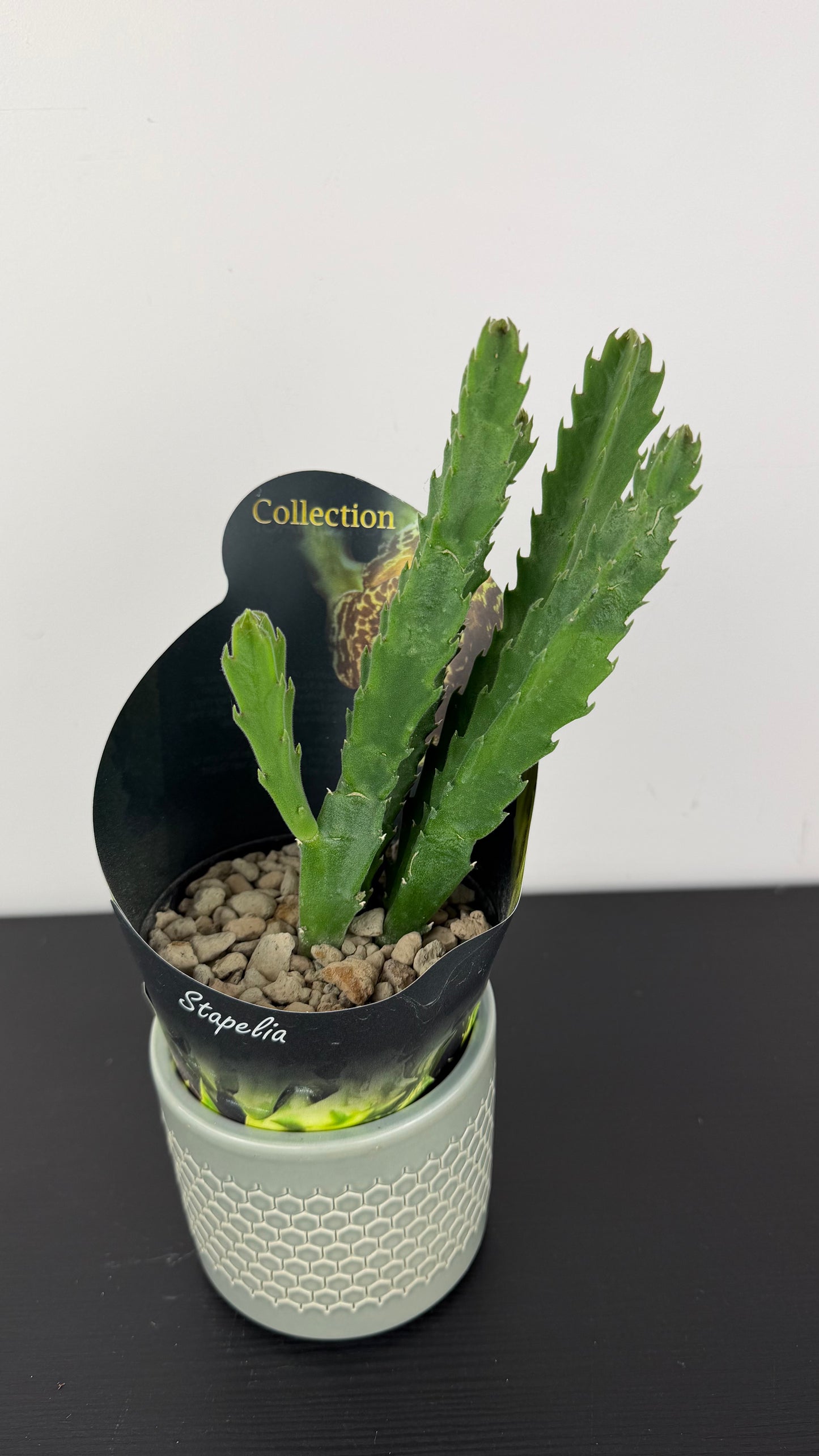 Stapelia 2