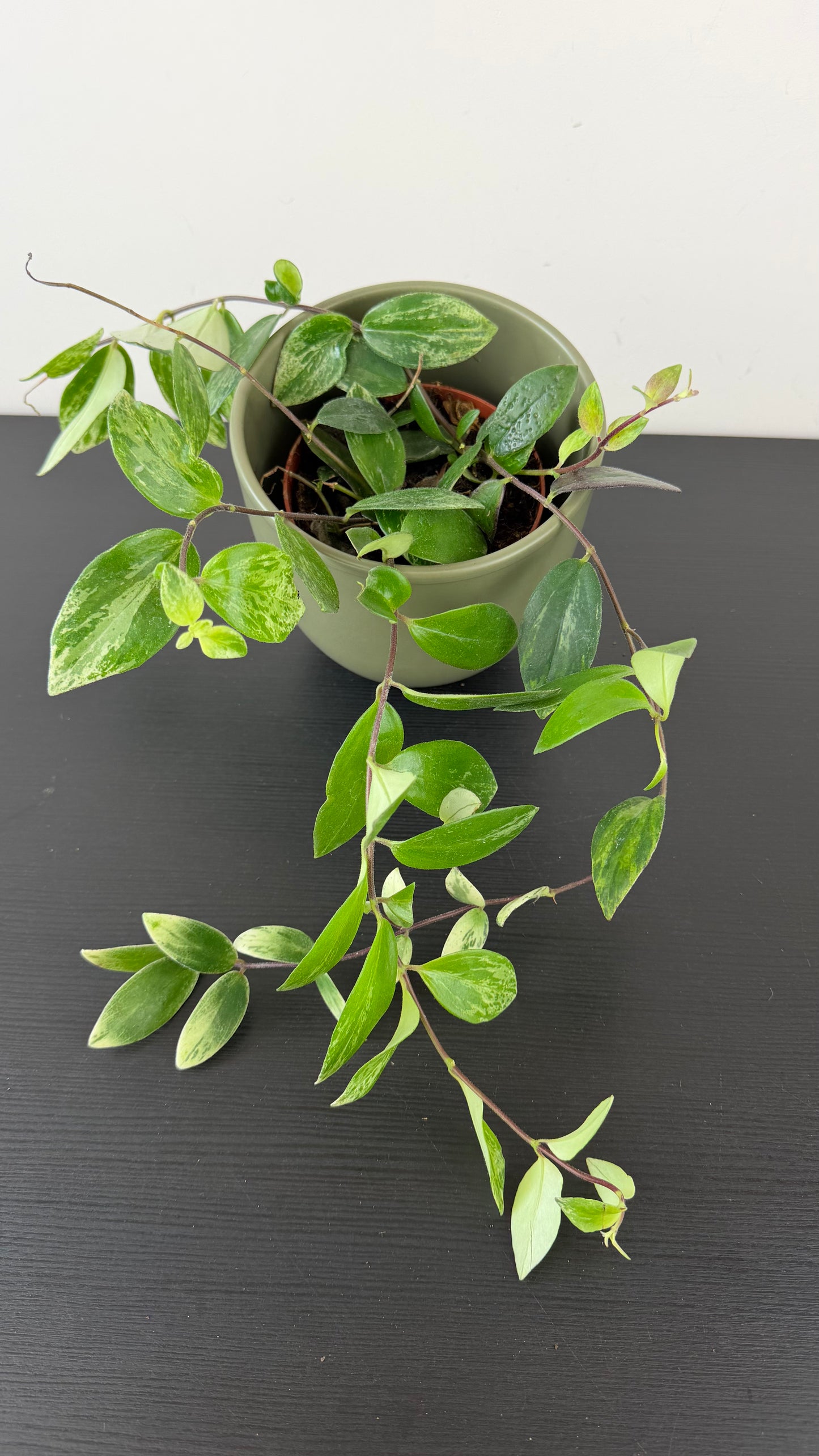 Aeschynanthus Variegatus/ Lipstick plant