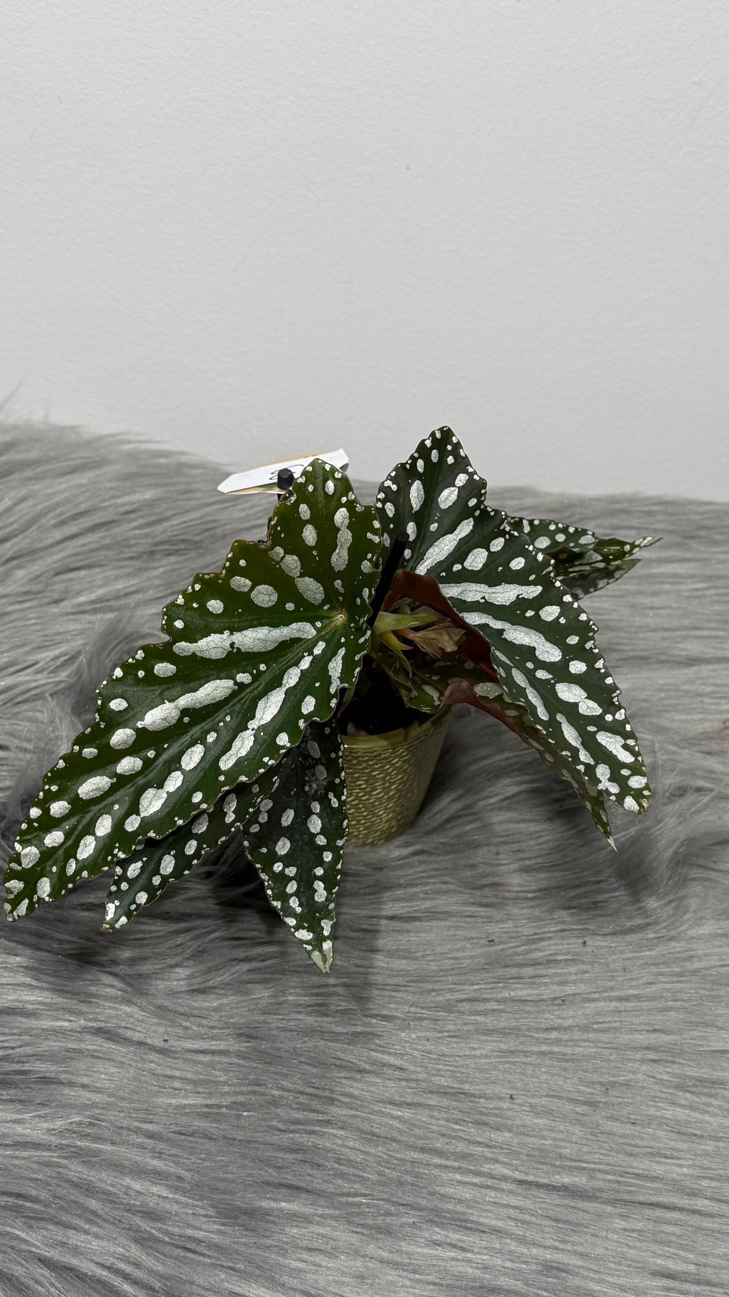 Begonia Angel Wings 3