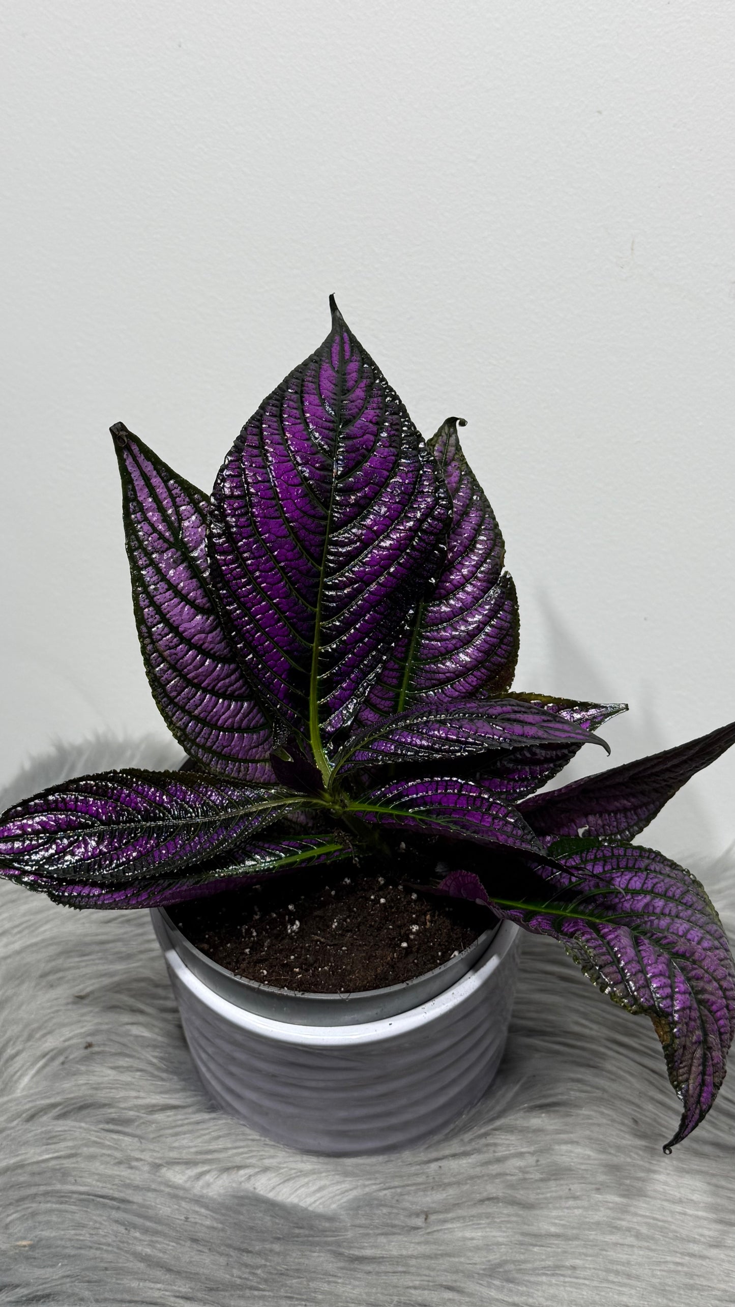 Strobilanthes
